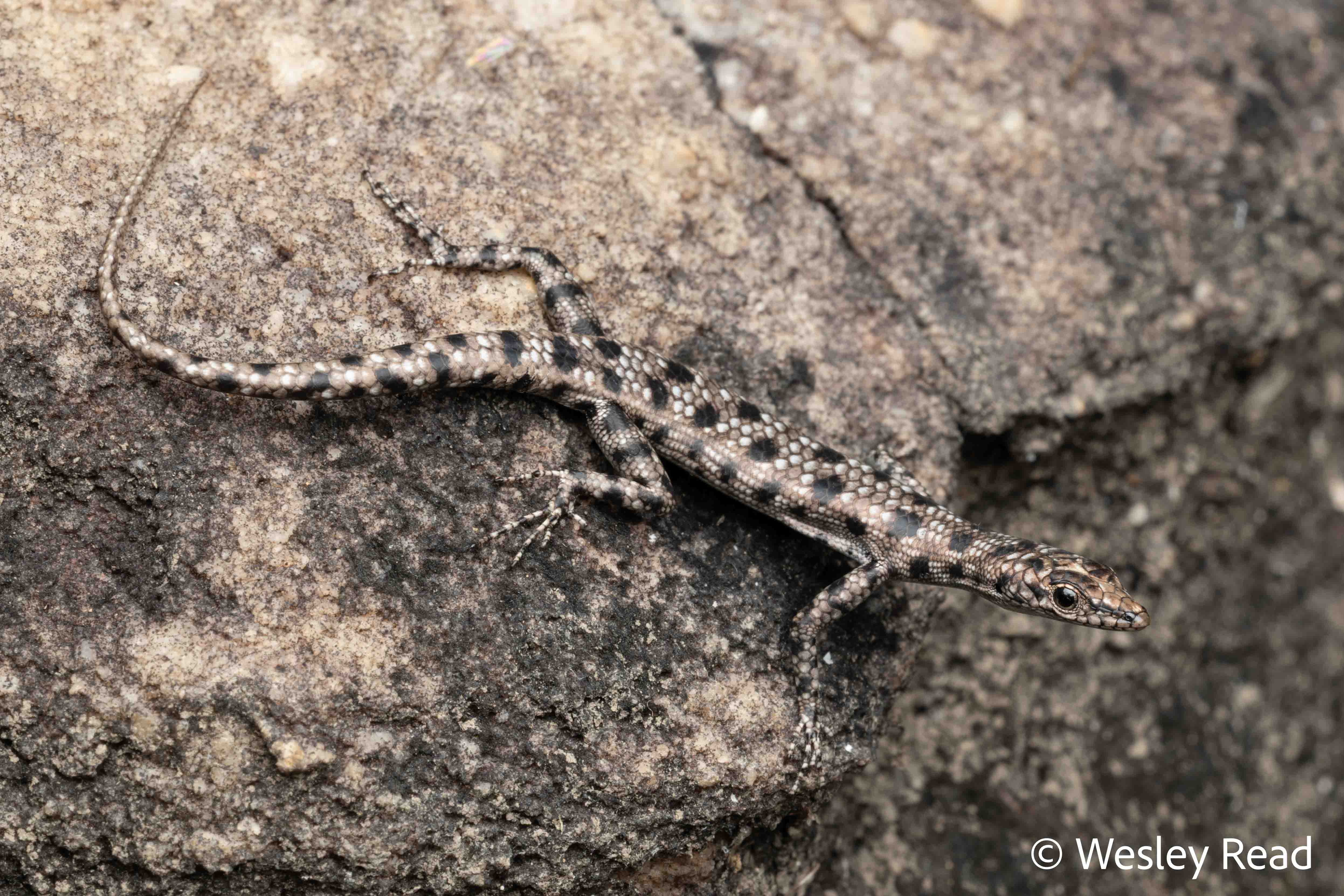 Cryptoblepharus wulbu