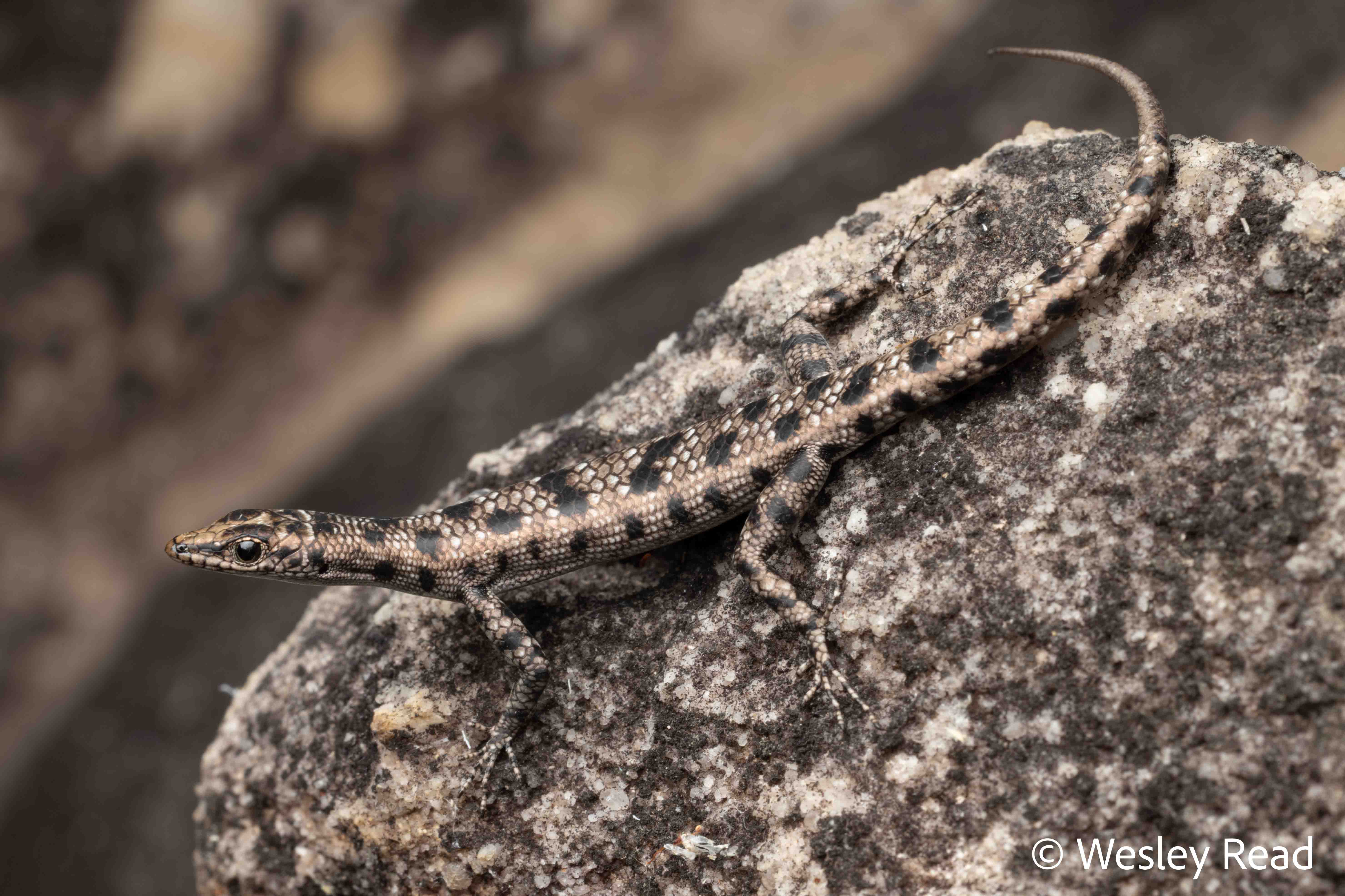 Cryptoblepharus wulbu