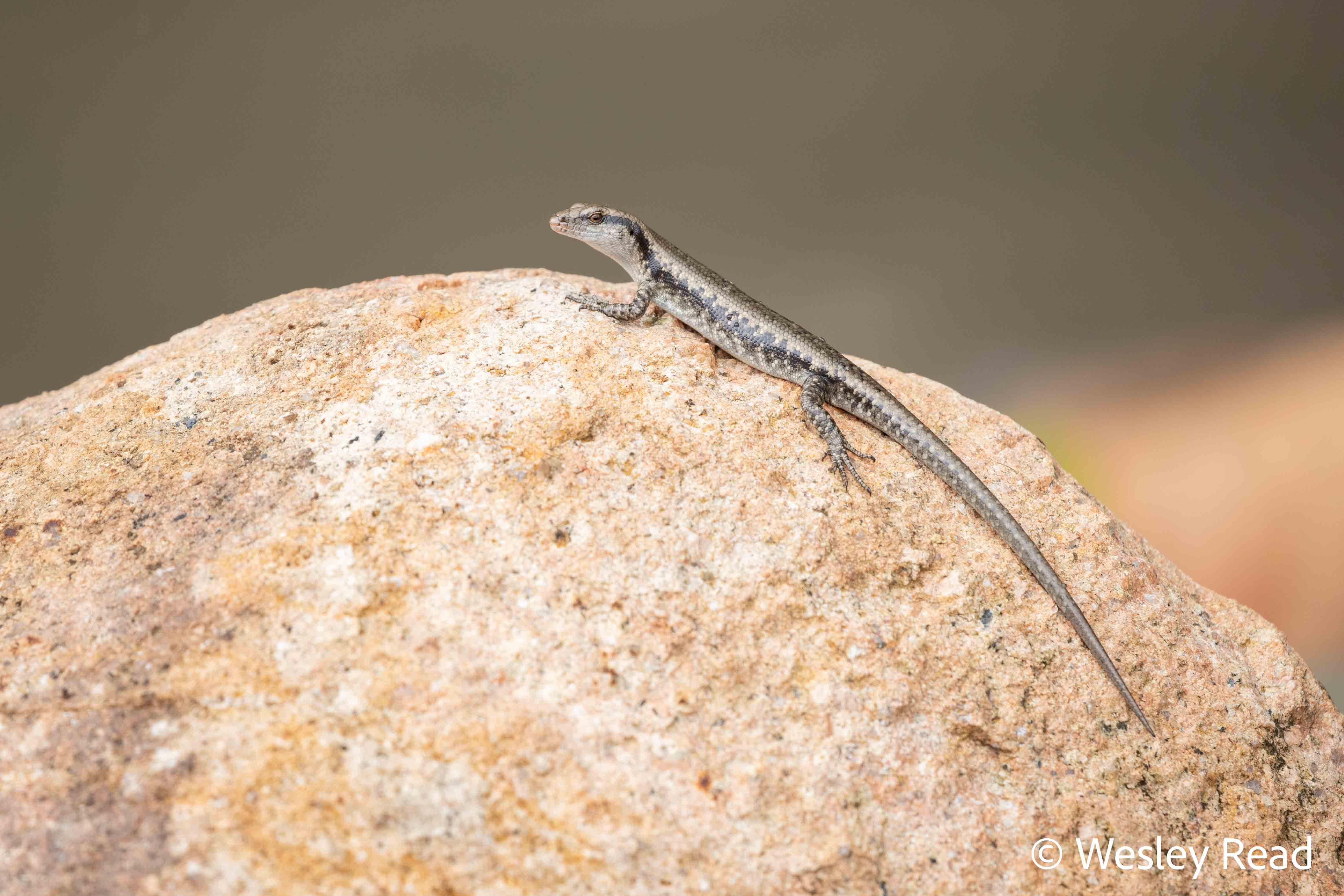 Emoia atrocostata