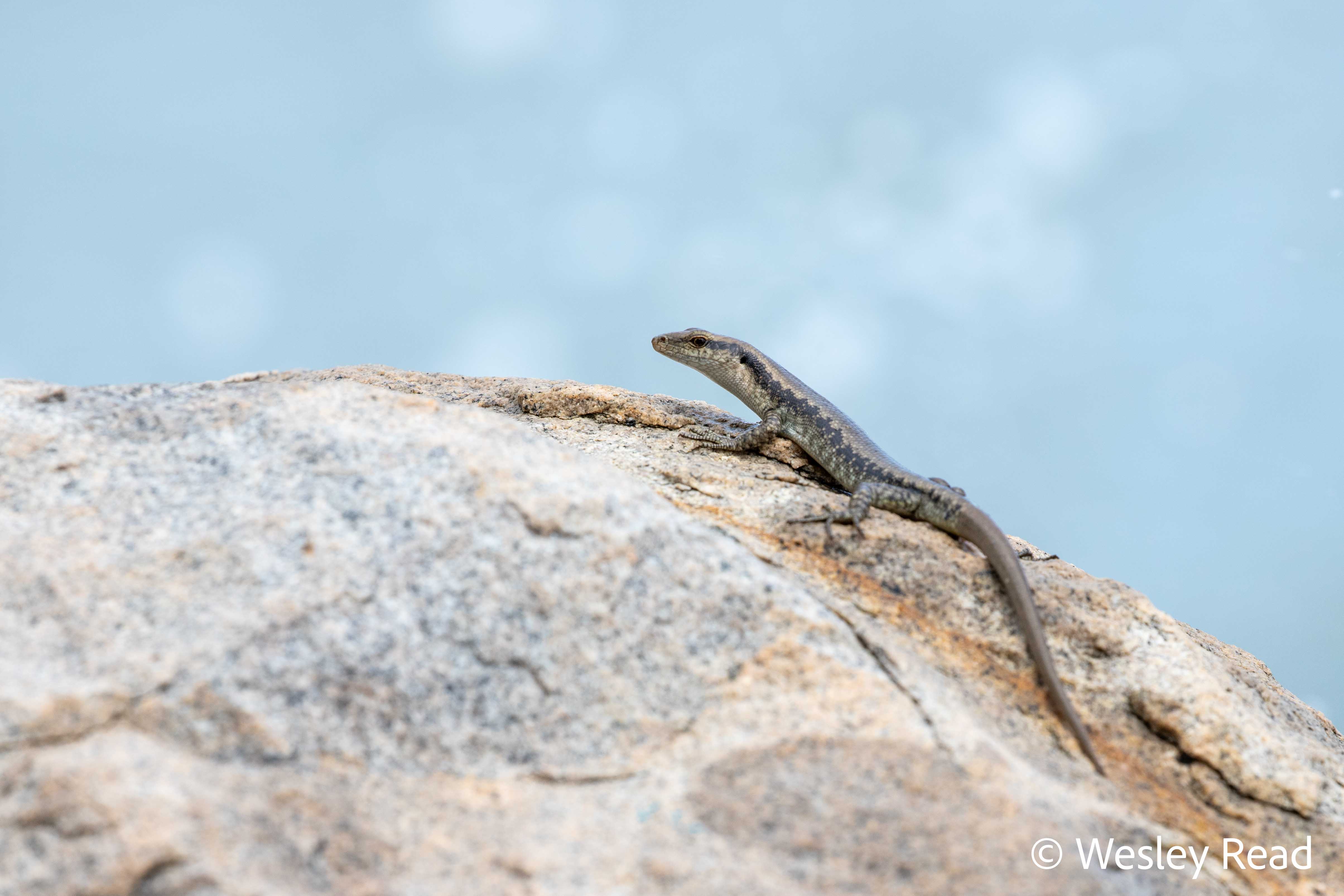 Emoia atrocostata