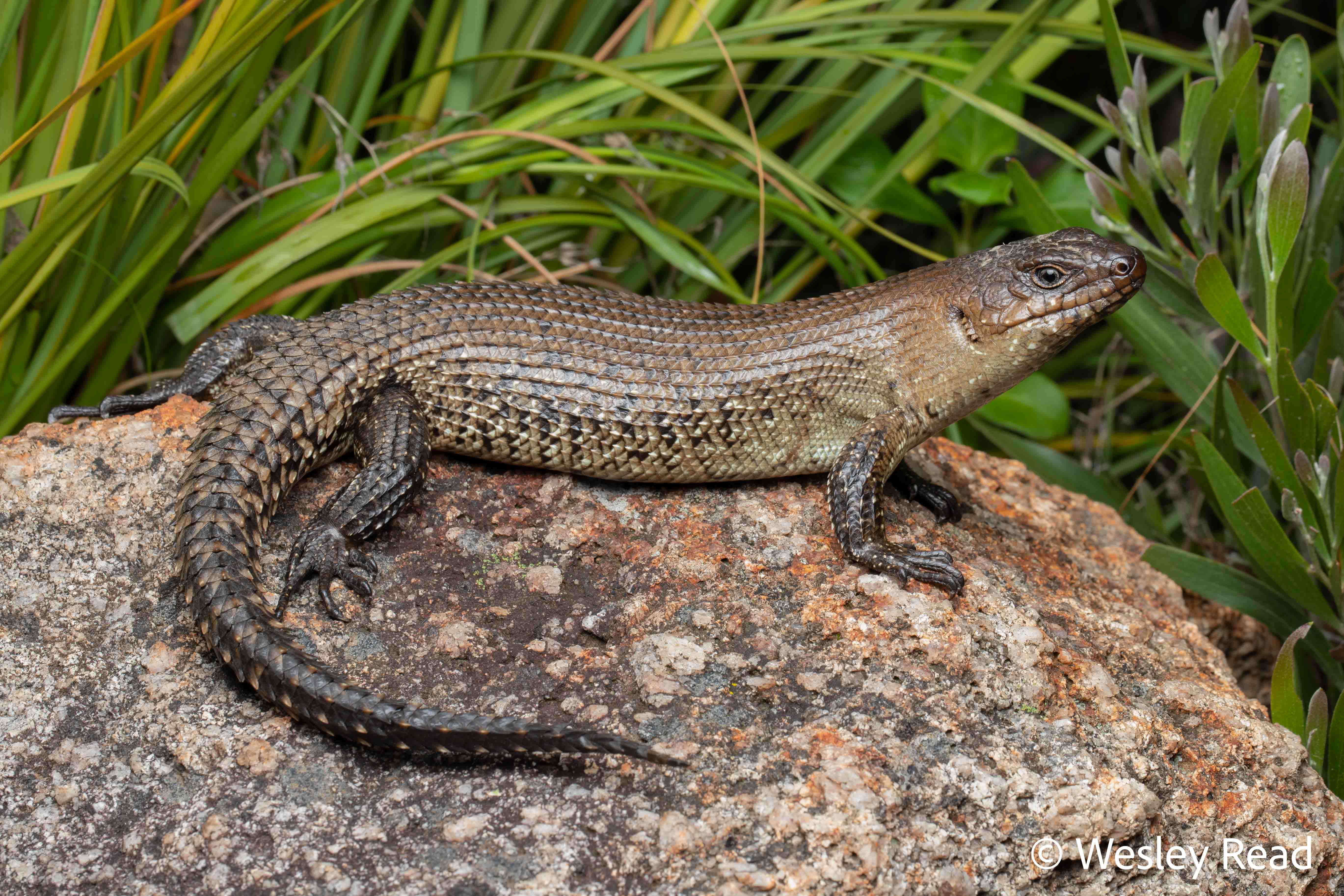 Egernia cunninghami
