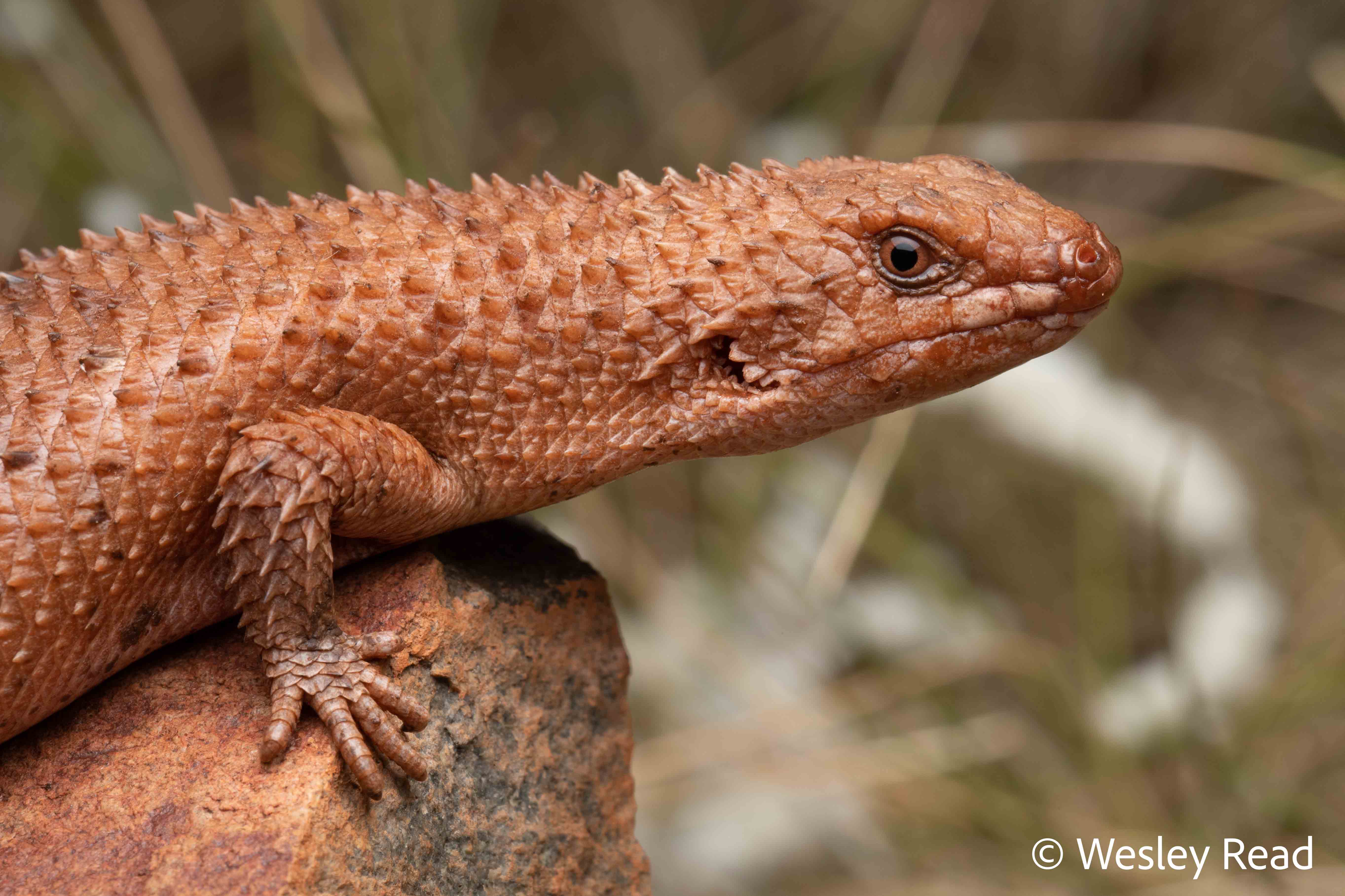 Egernia cygnitos