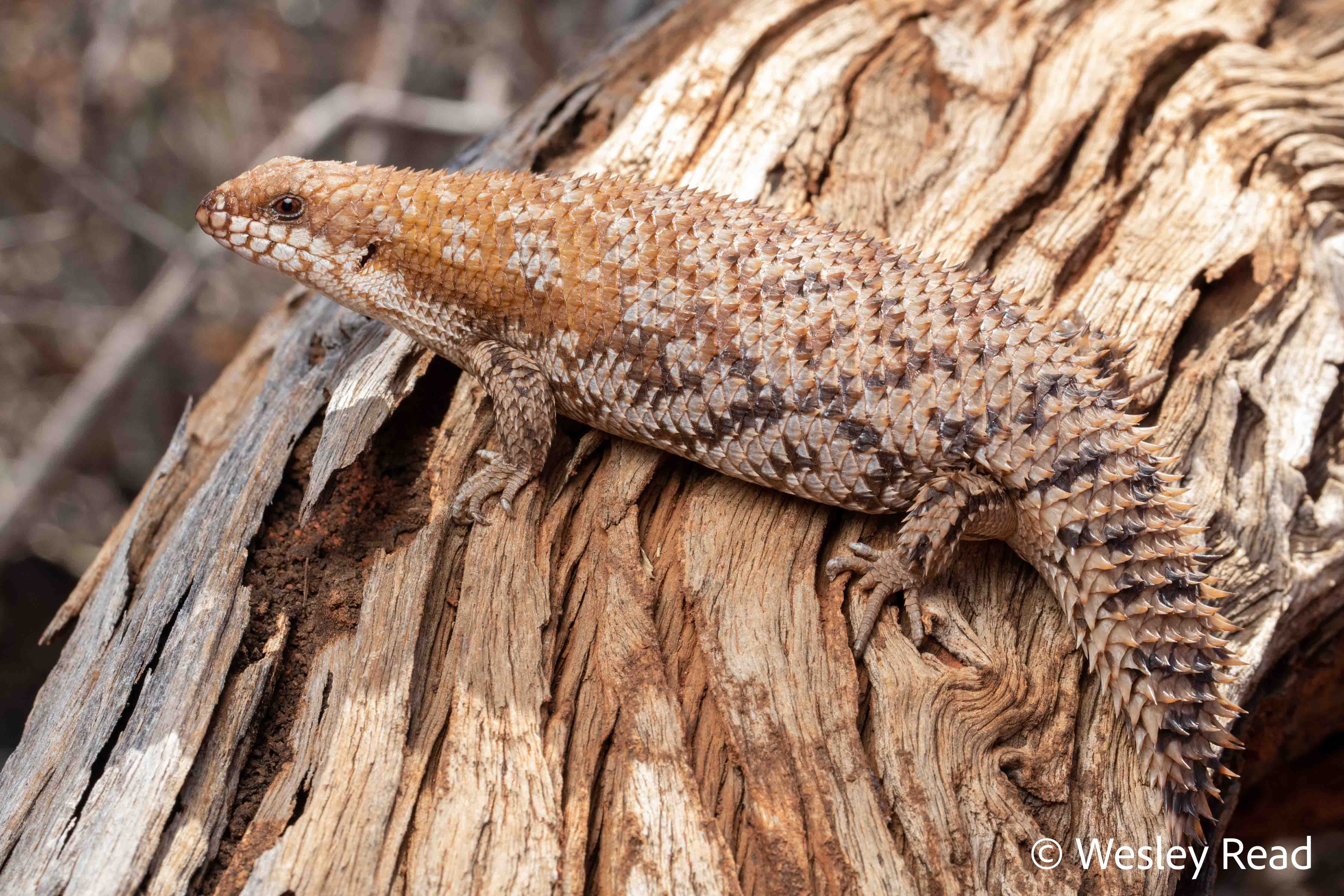 Egernia depressa