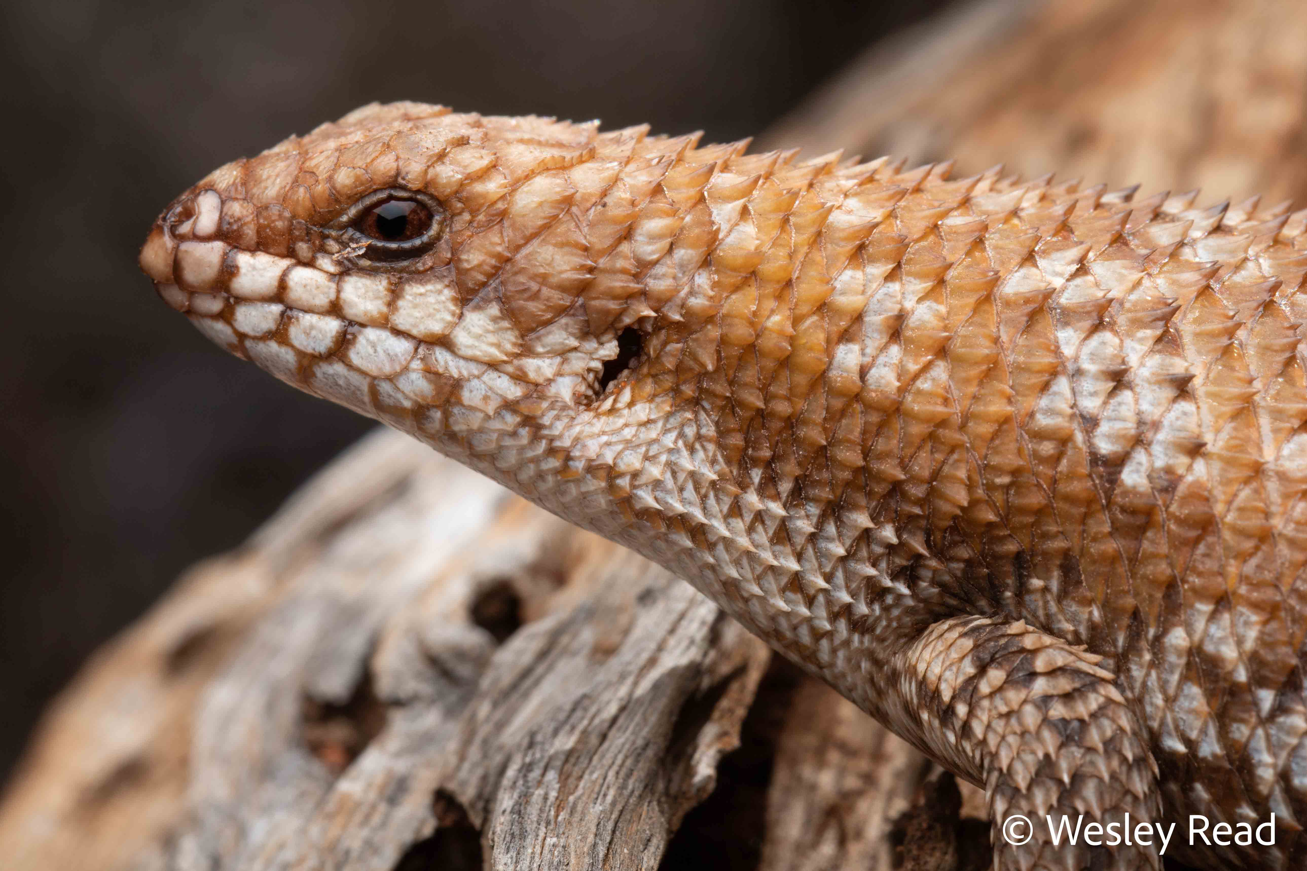 Egernia depressa