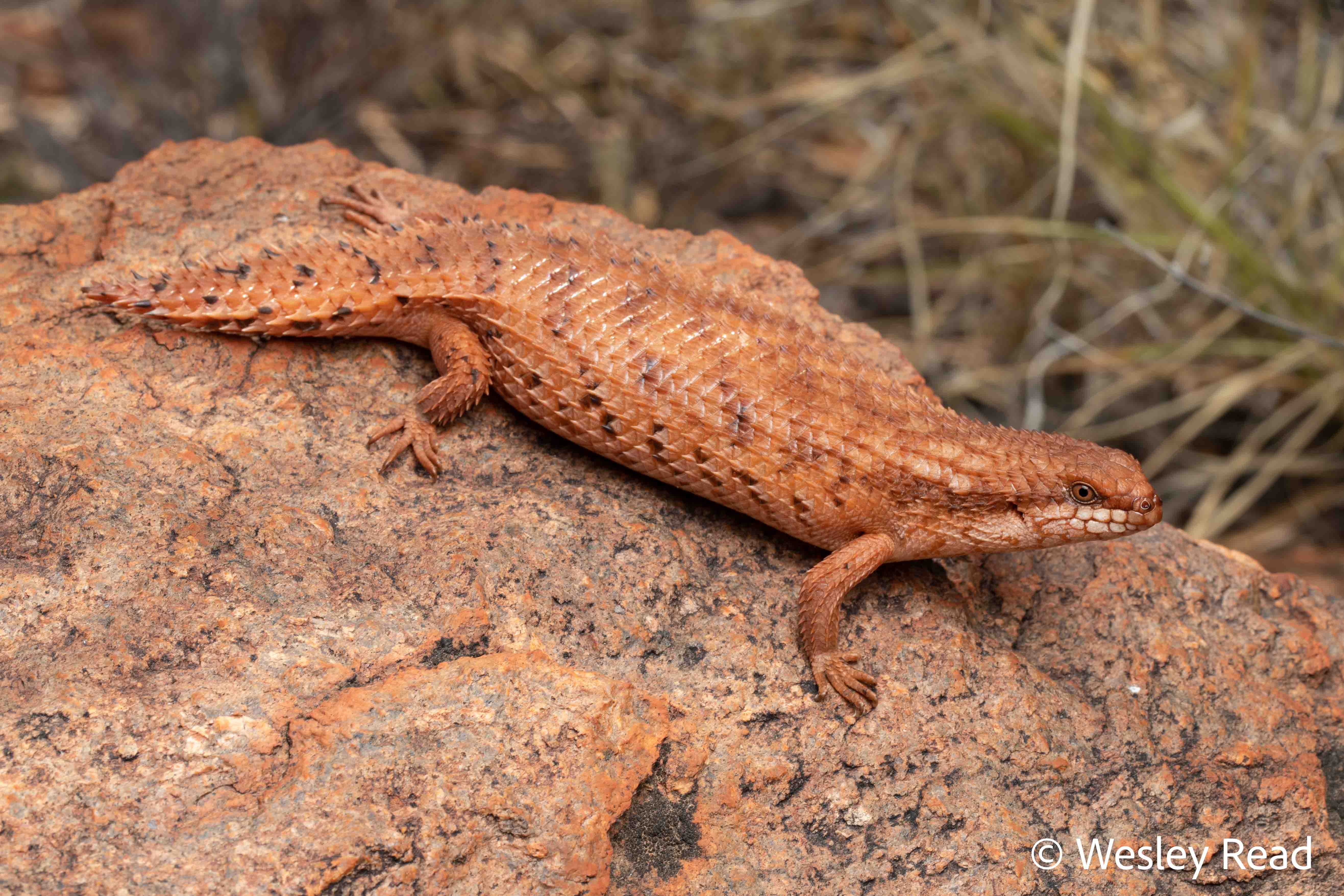 Egernia eos