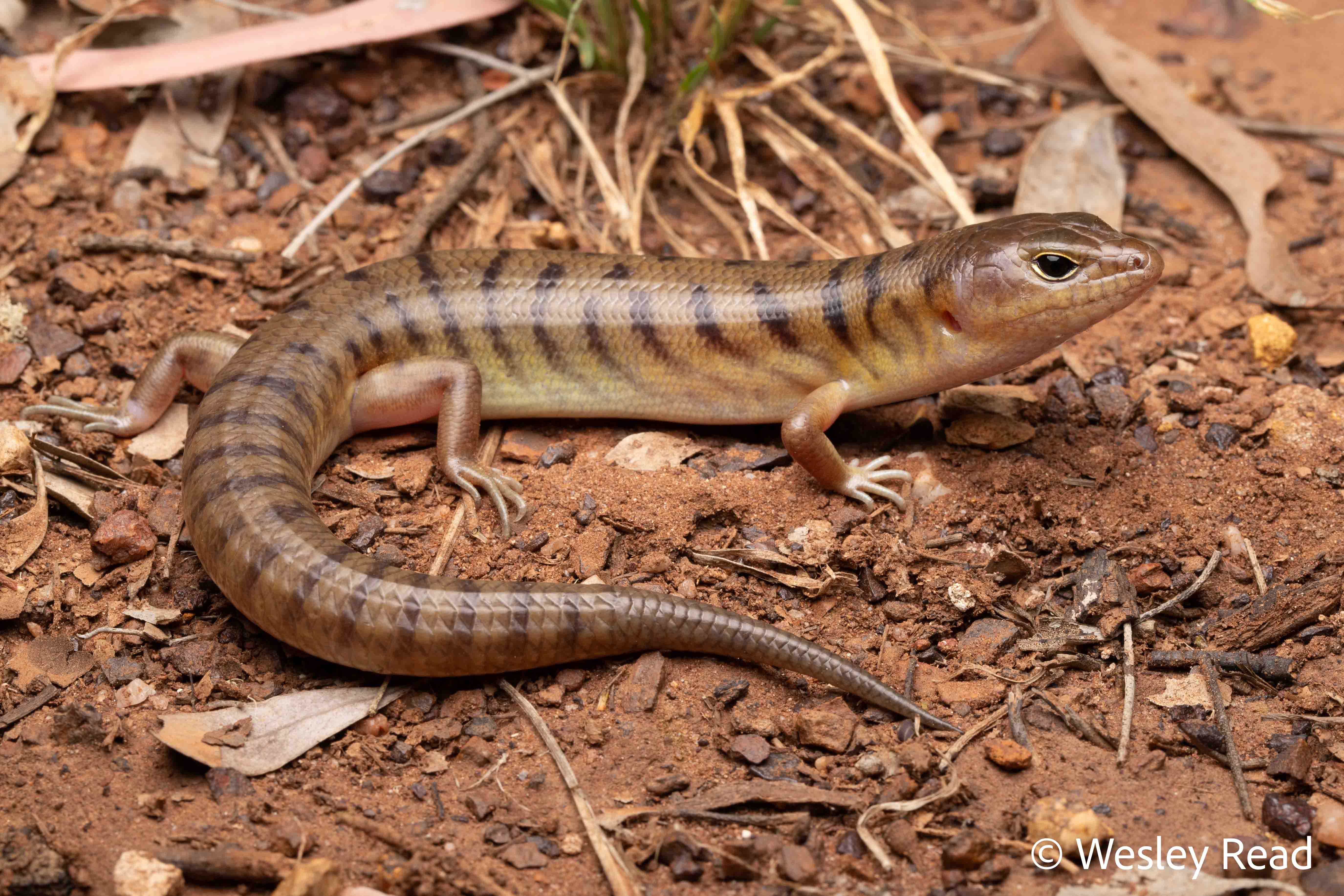 Eremiascincus fasciolatus