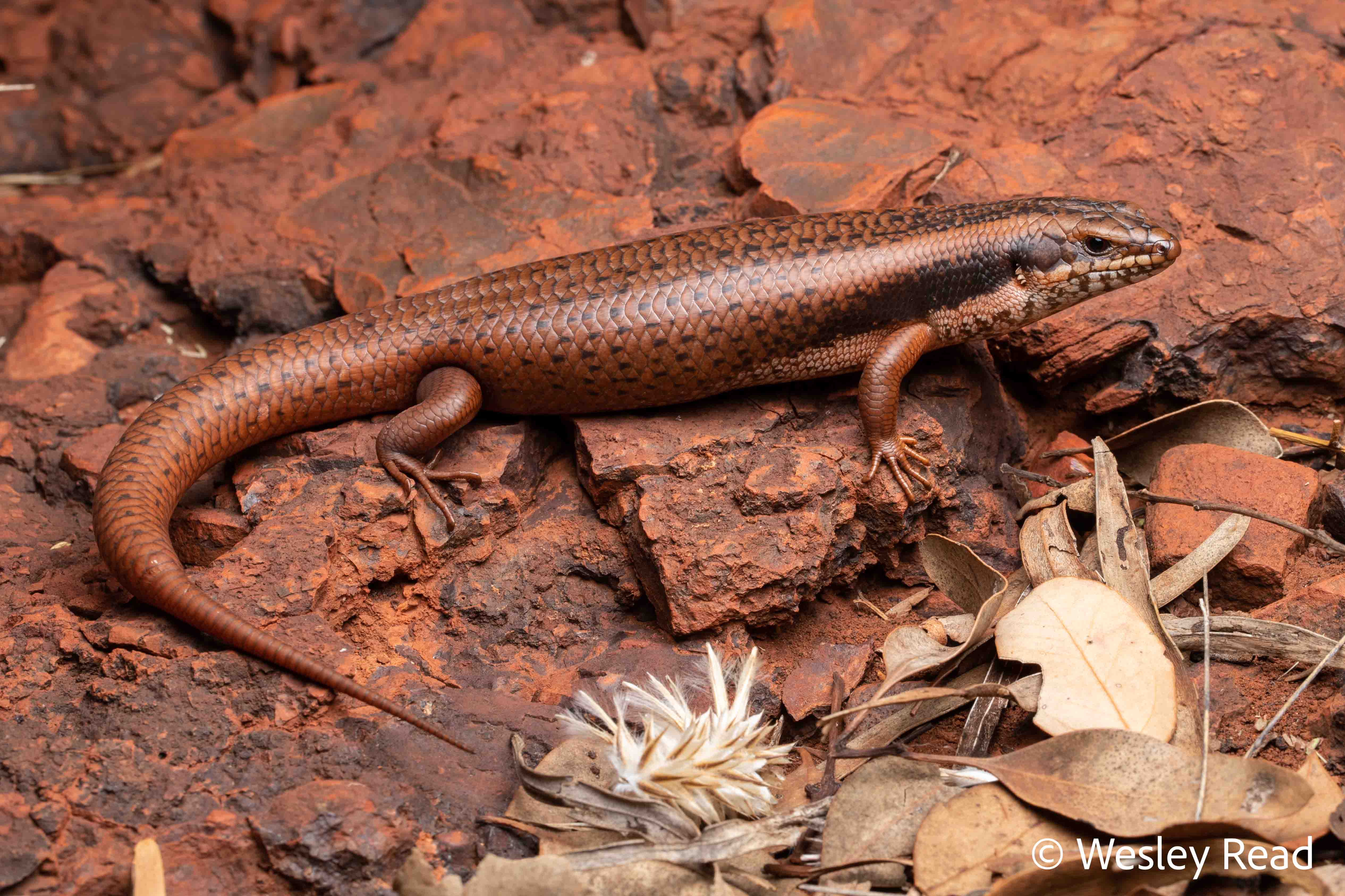 Egernia formosa