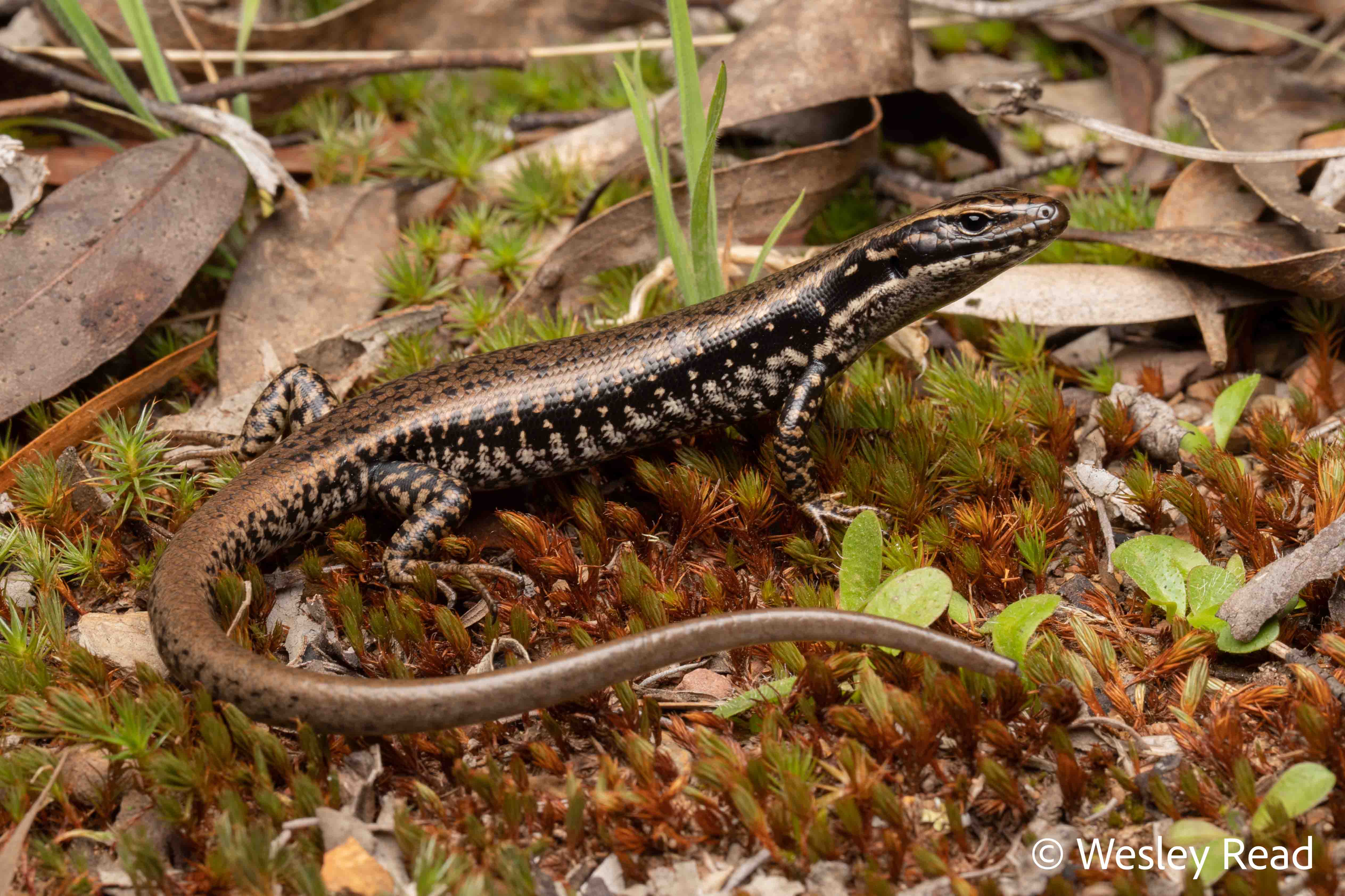 Eulamprus heatwolei