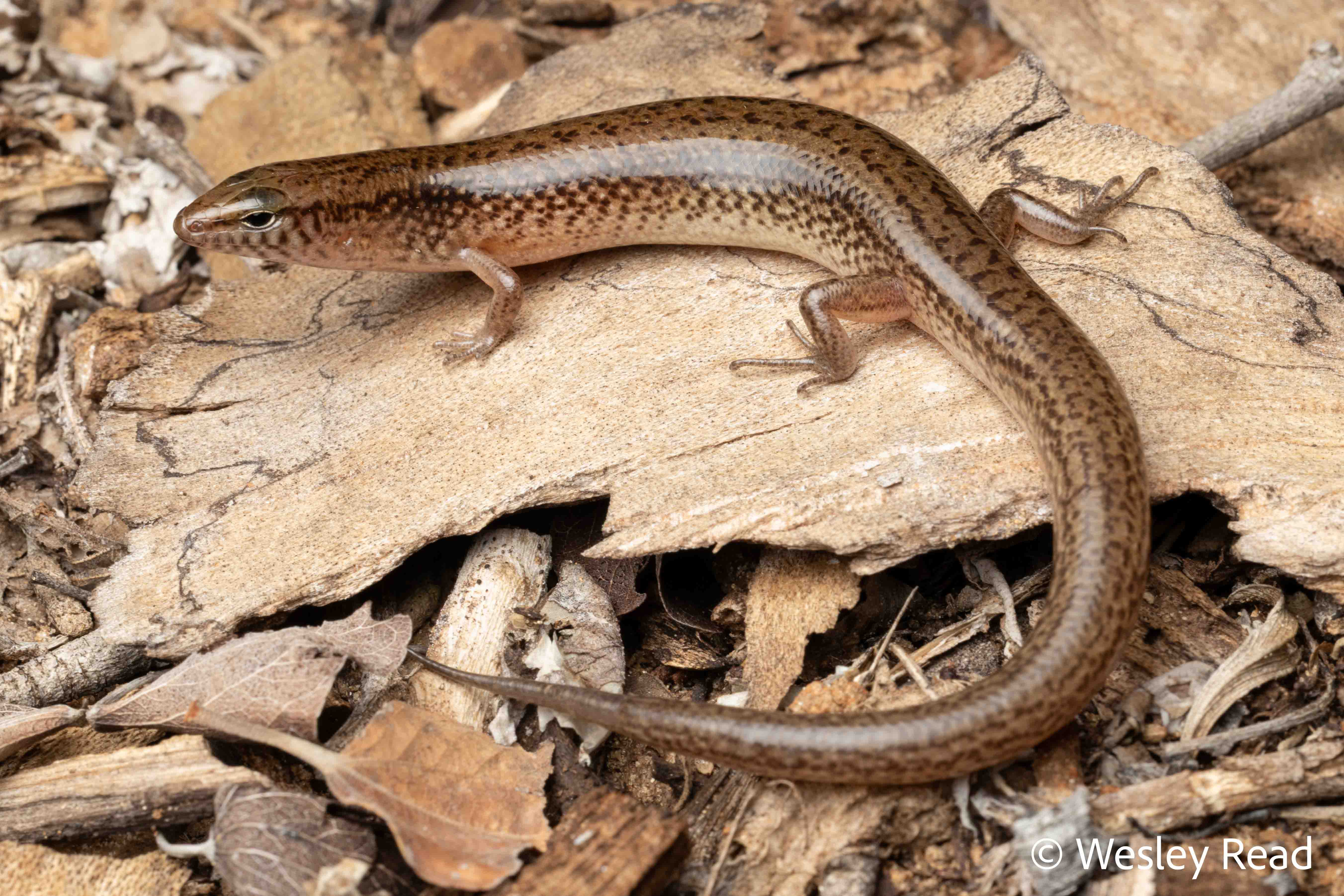 Eremiascincus isolepis