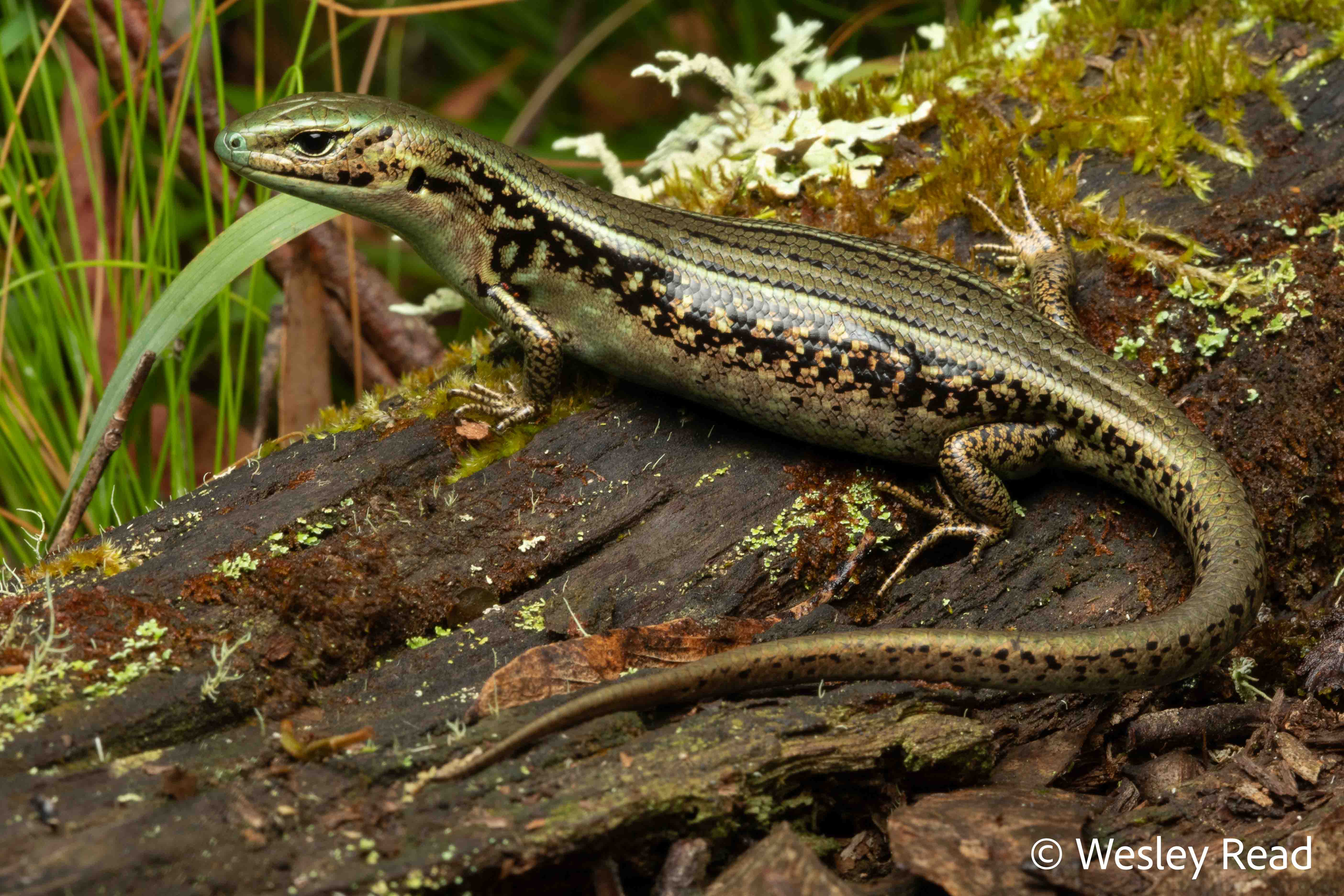 Eulamprus kosciuskoi