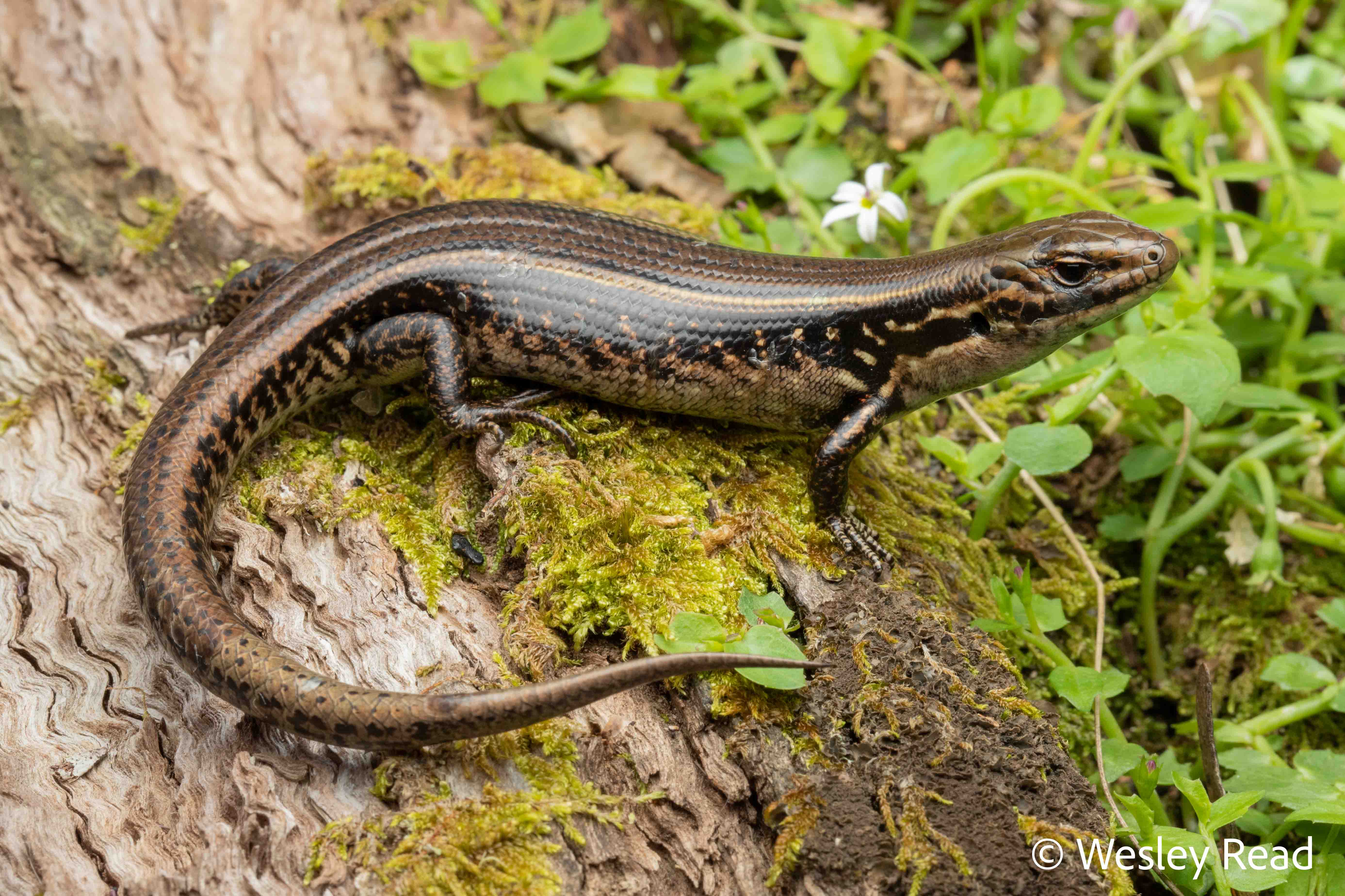 Eulamprus kosciuskoi