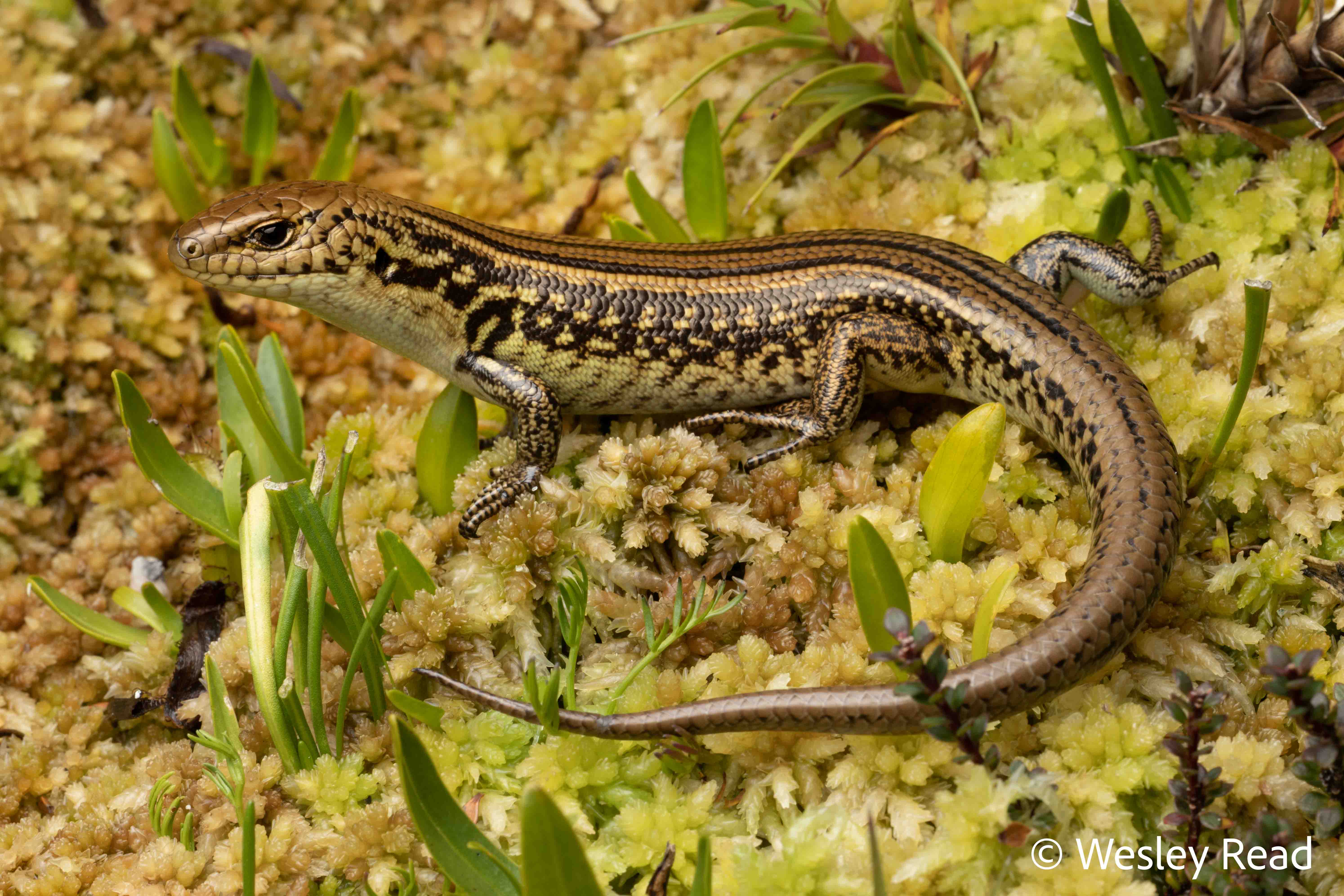 Eulamprus kosciuskoi