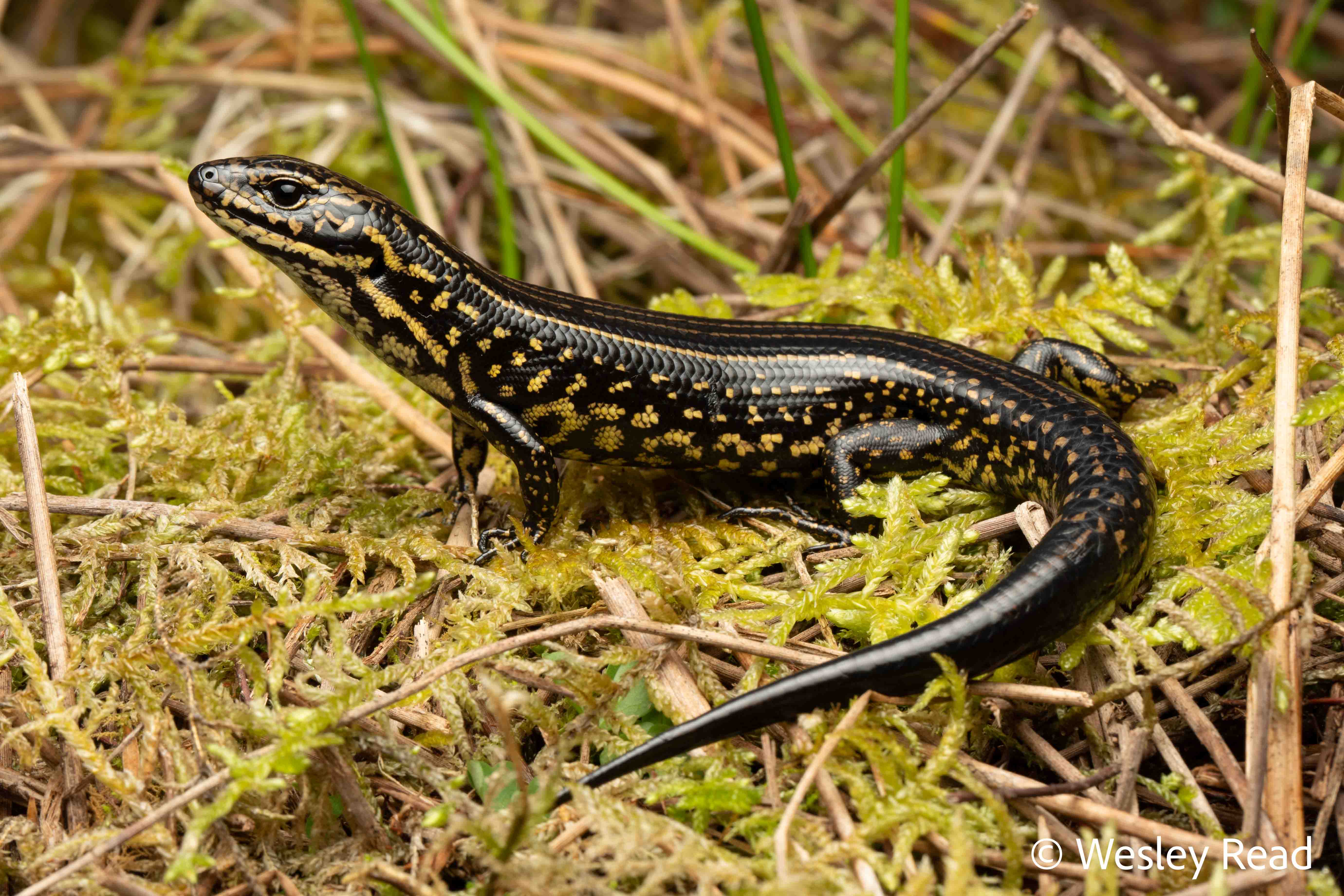Eulamprus leuraensis