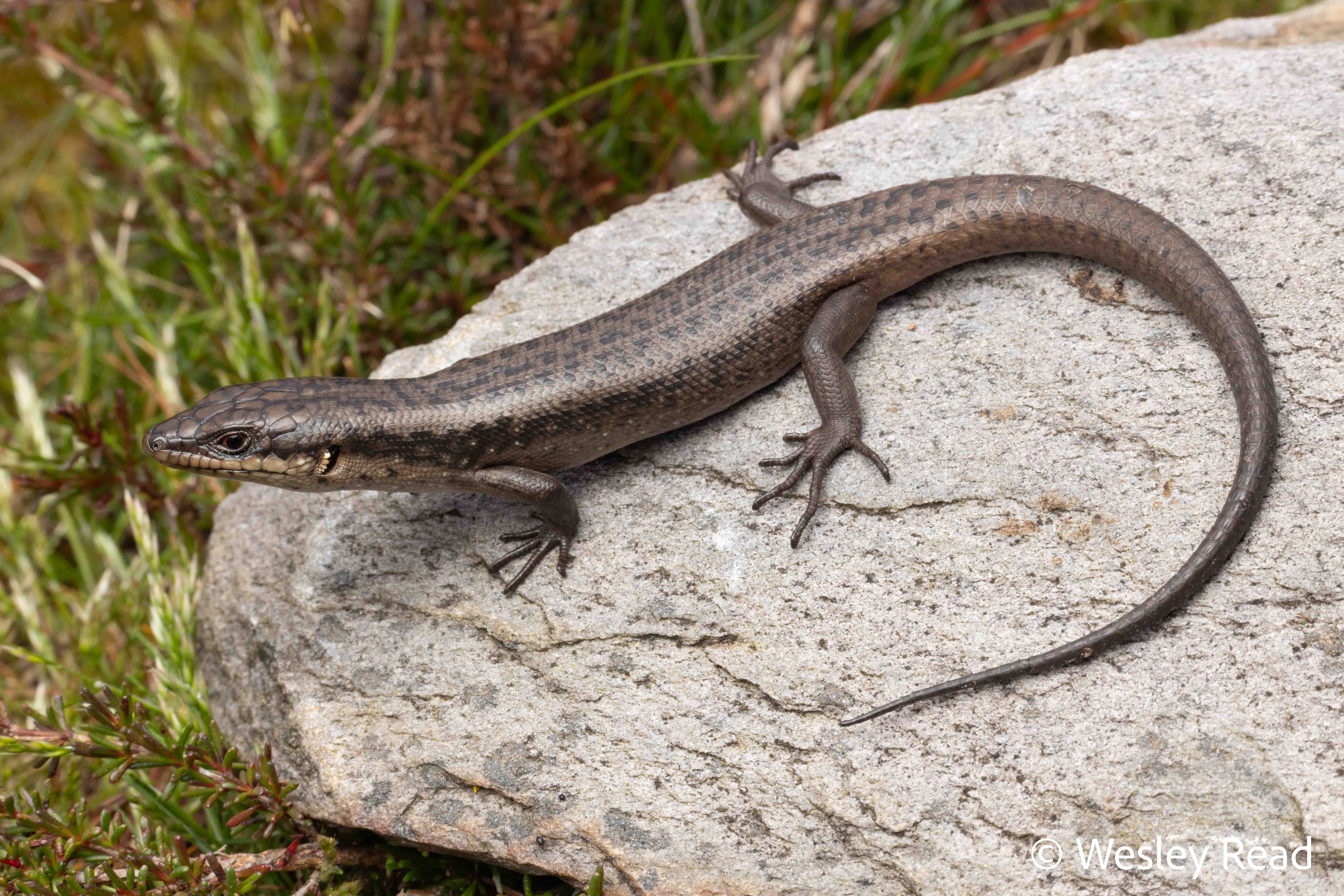 Egernia napoleonis