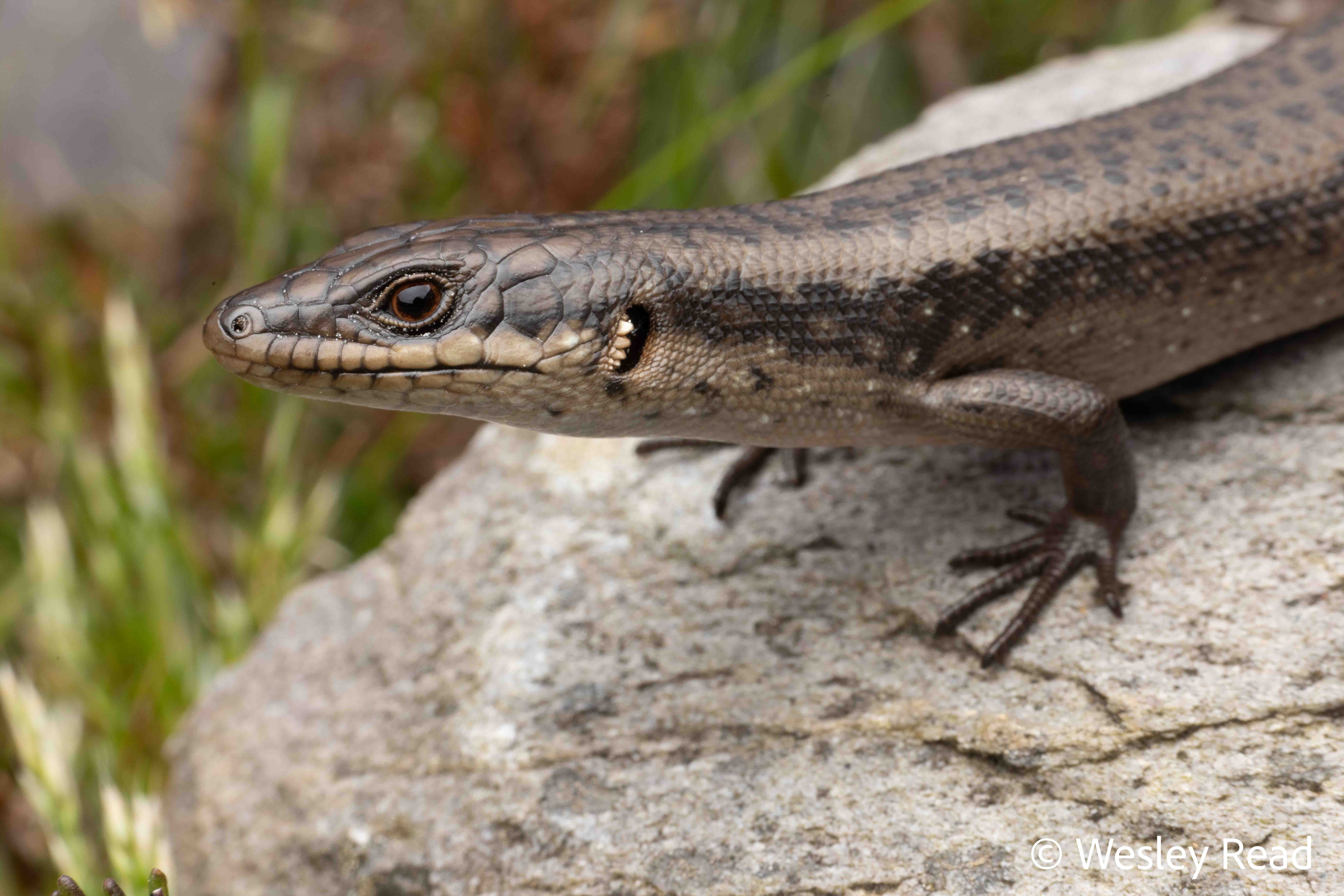 Egernia napoleonis