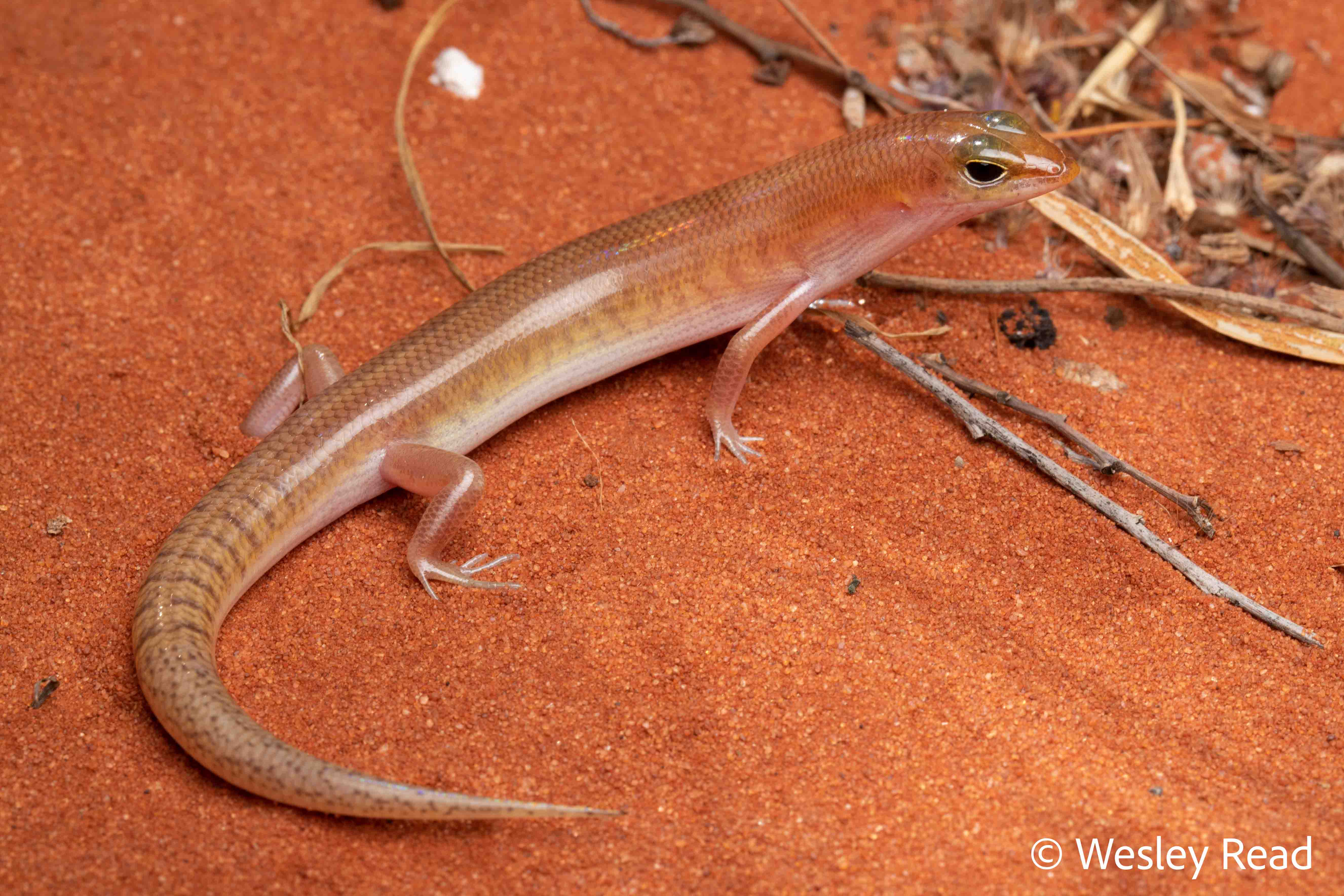Eremiascincus pallidus