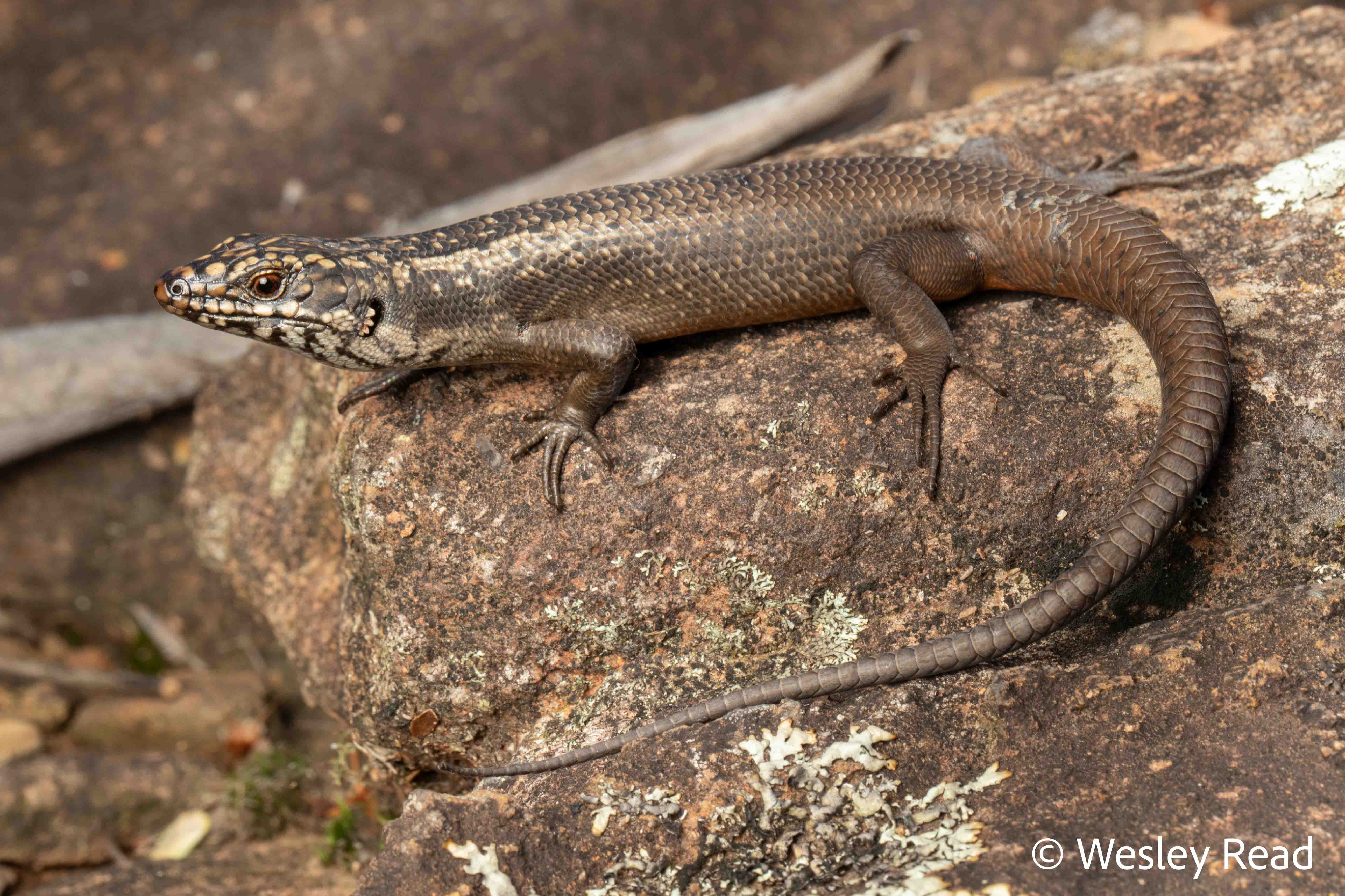 Egernia roomi