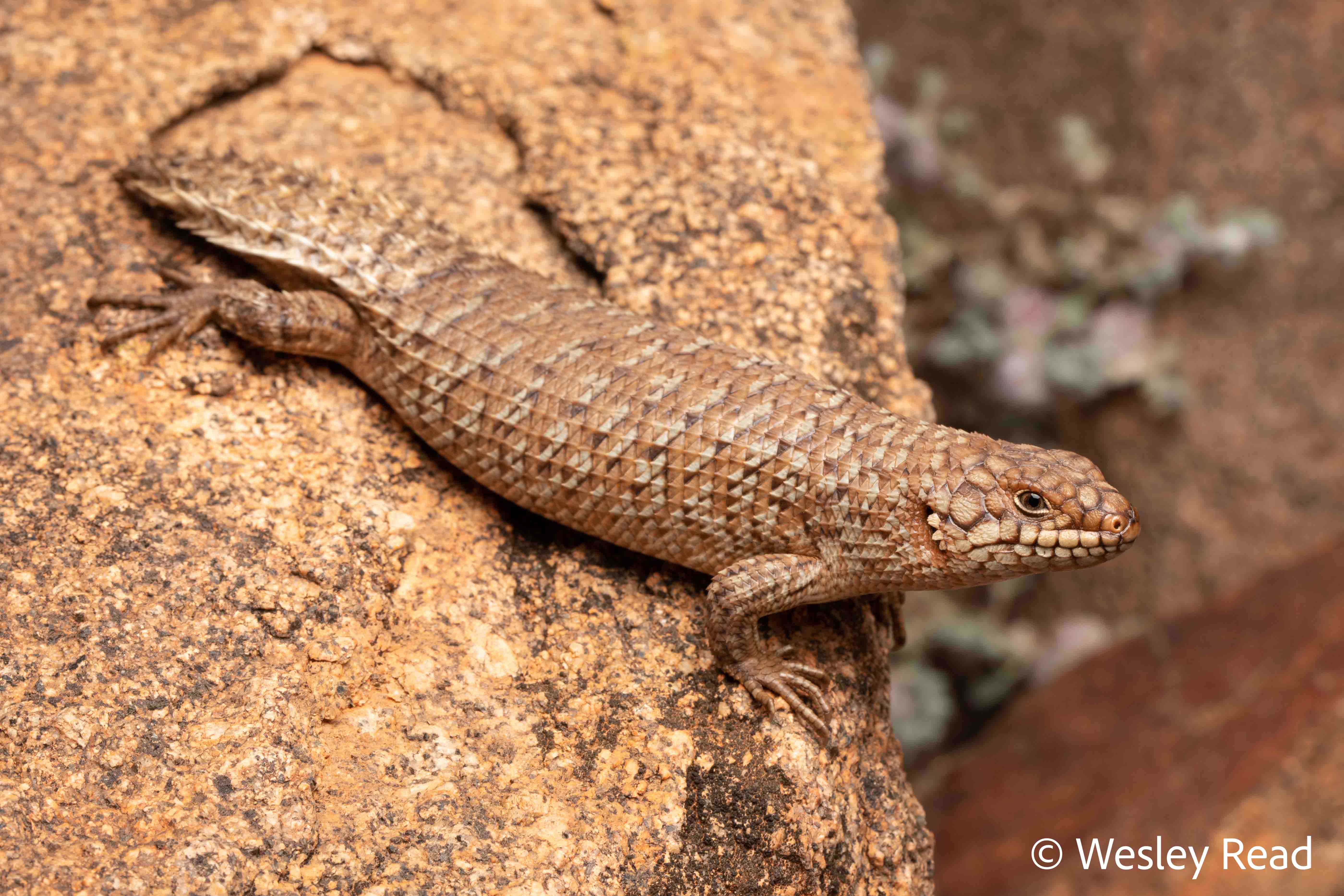 Egernia stokesii