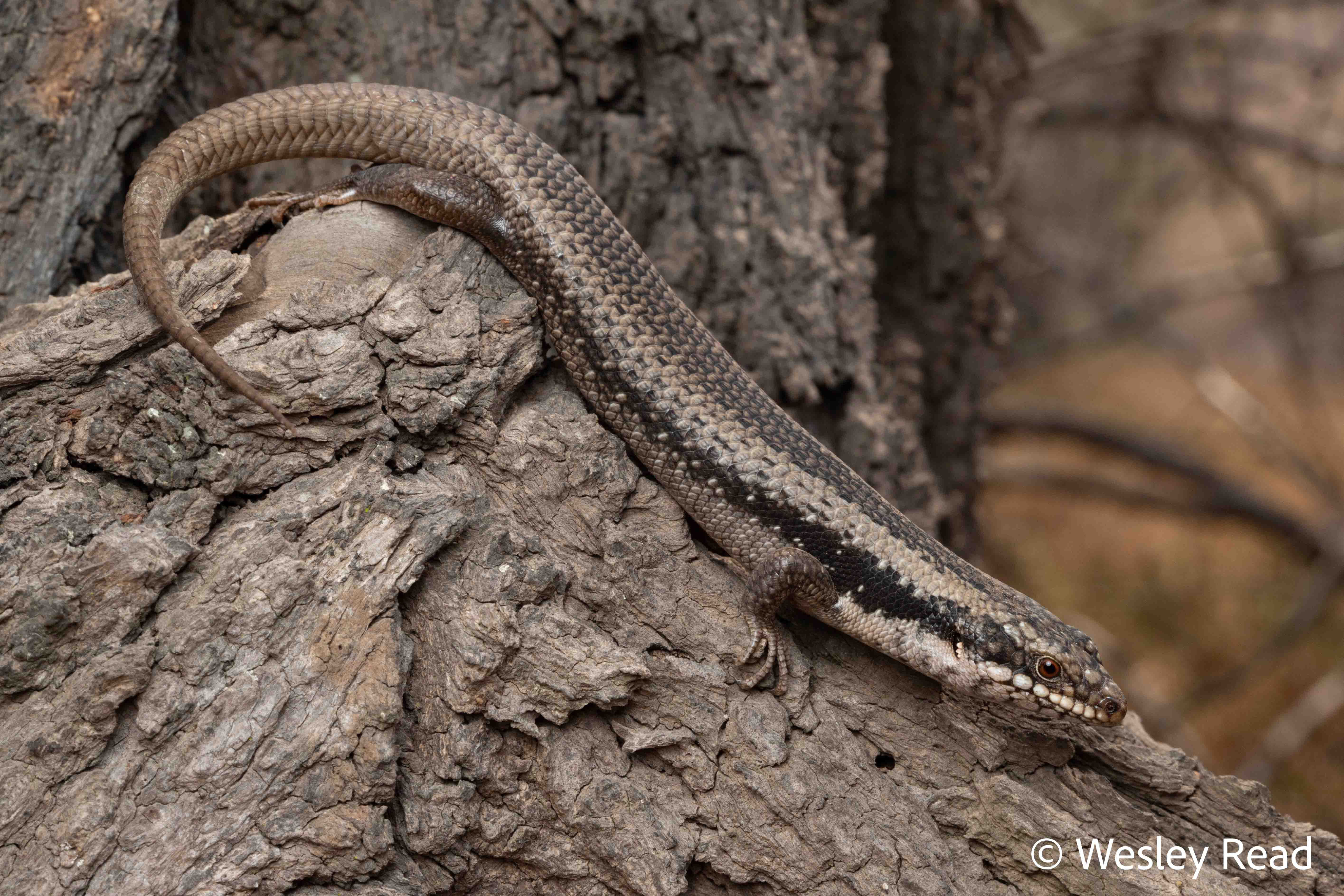 Egernia striolata