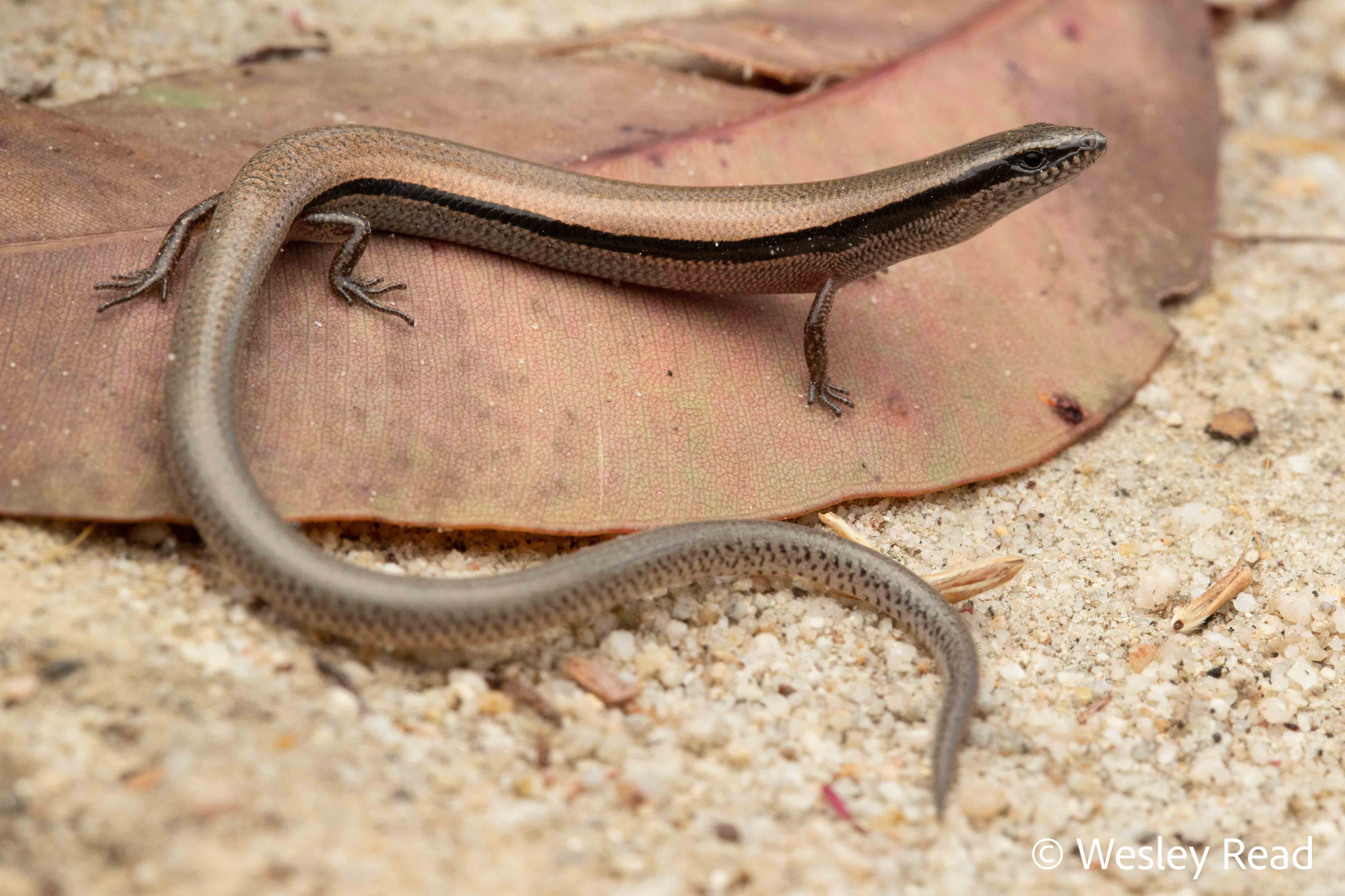 Glaphyromorphus cracens