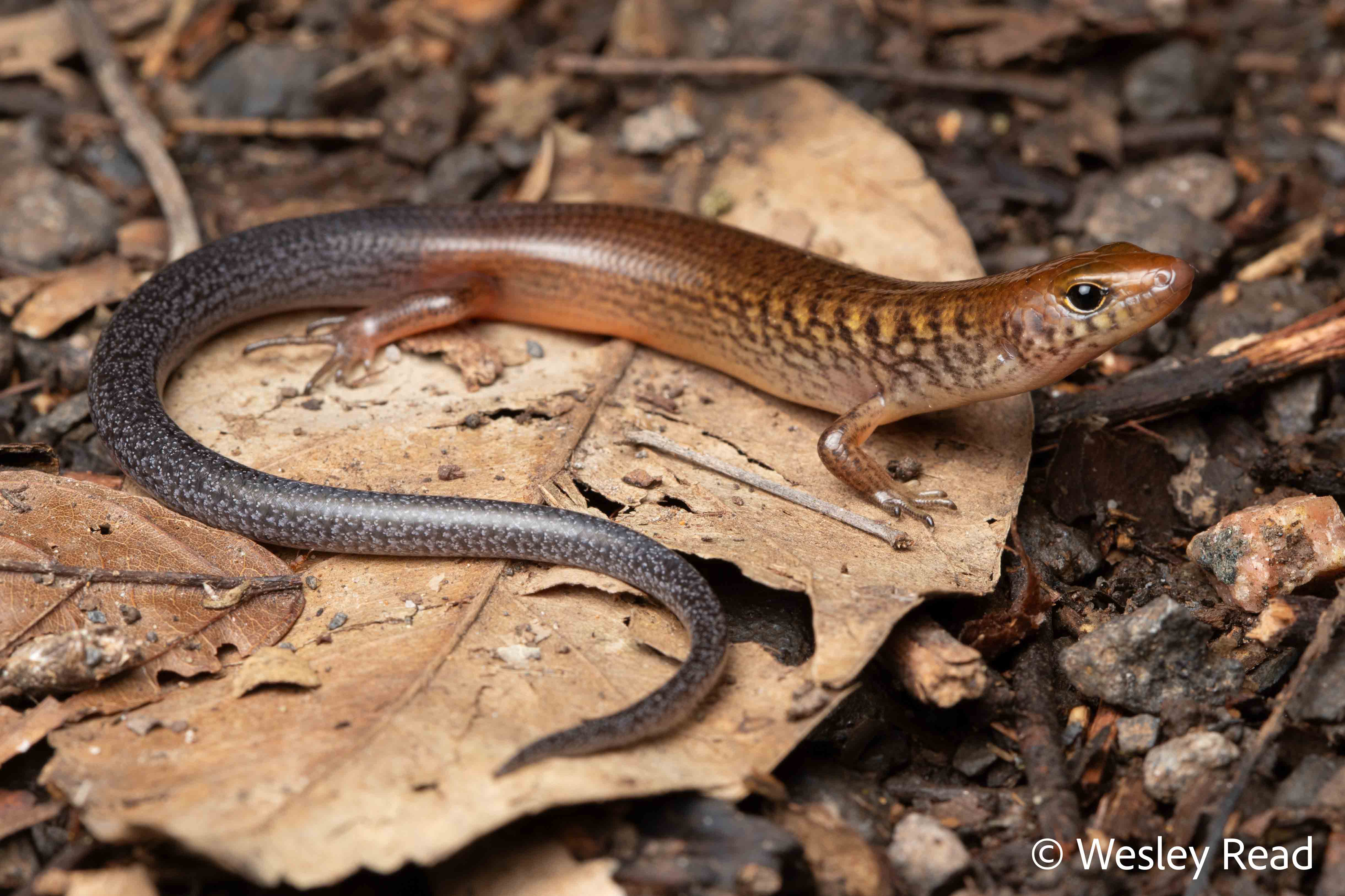 Glaphyromorphus fuscicaudis