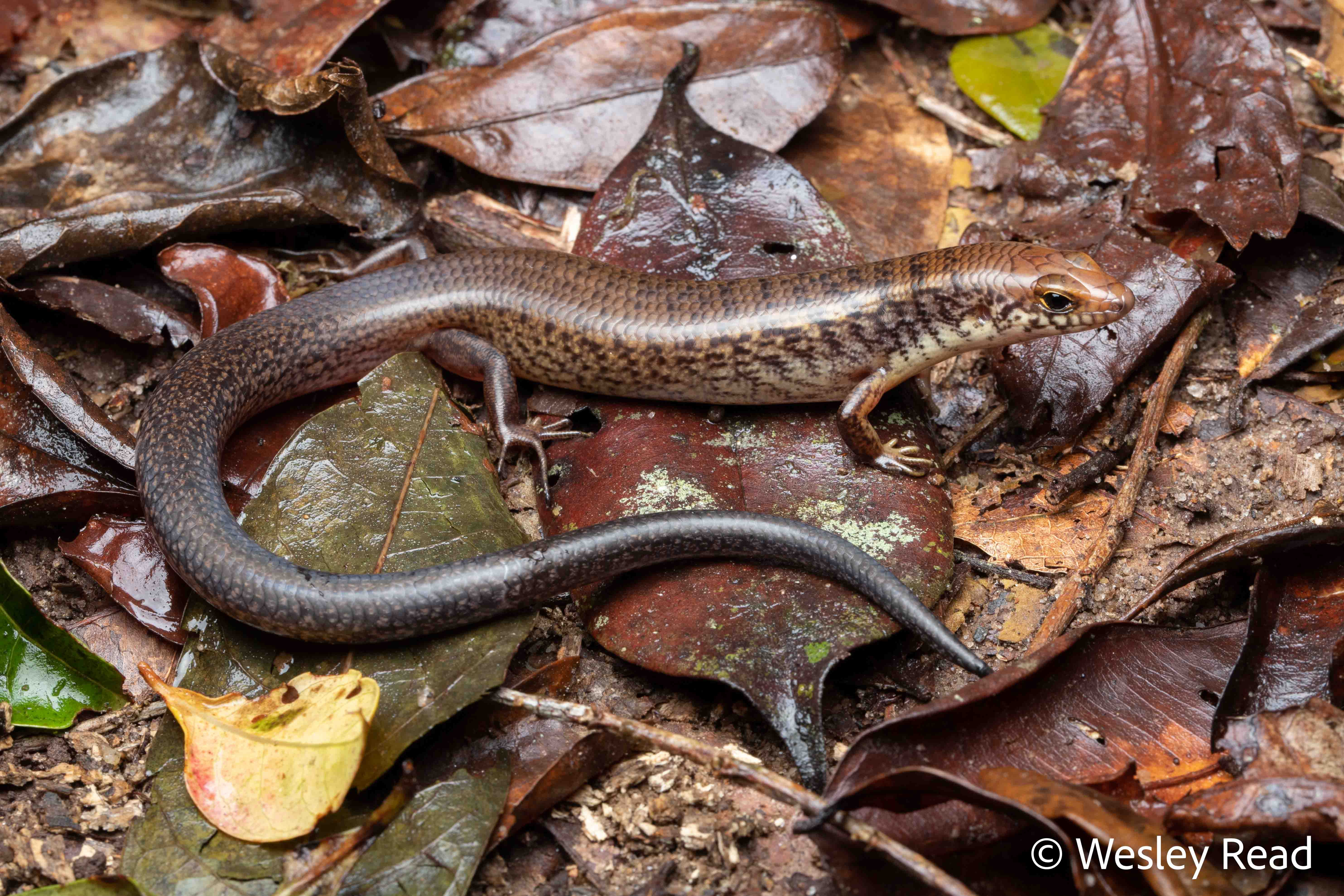 Glaphyromorphus fuscicaudis