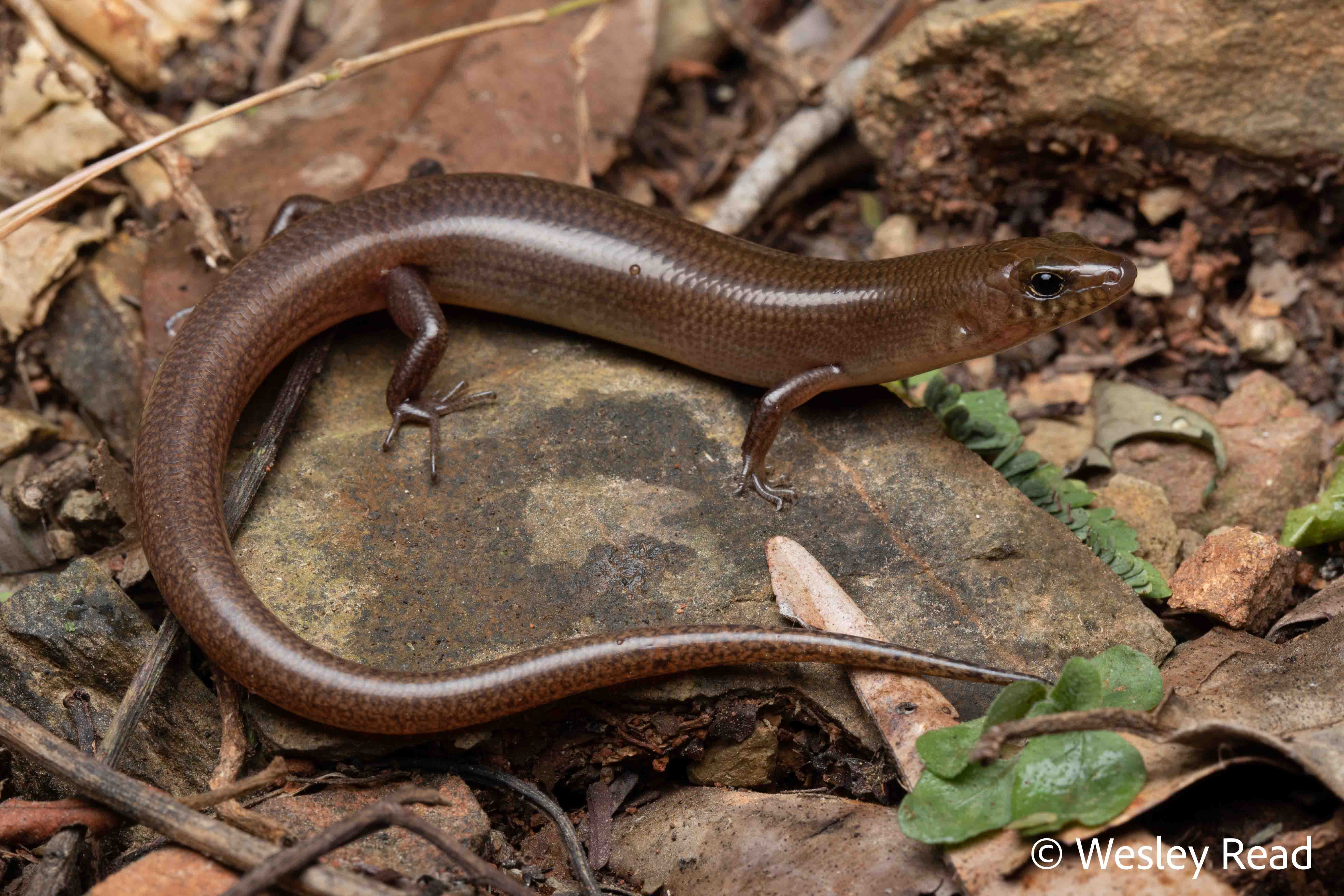 Glaphyromorphus nigricaudis