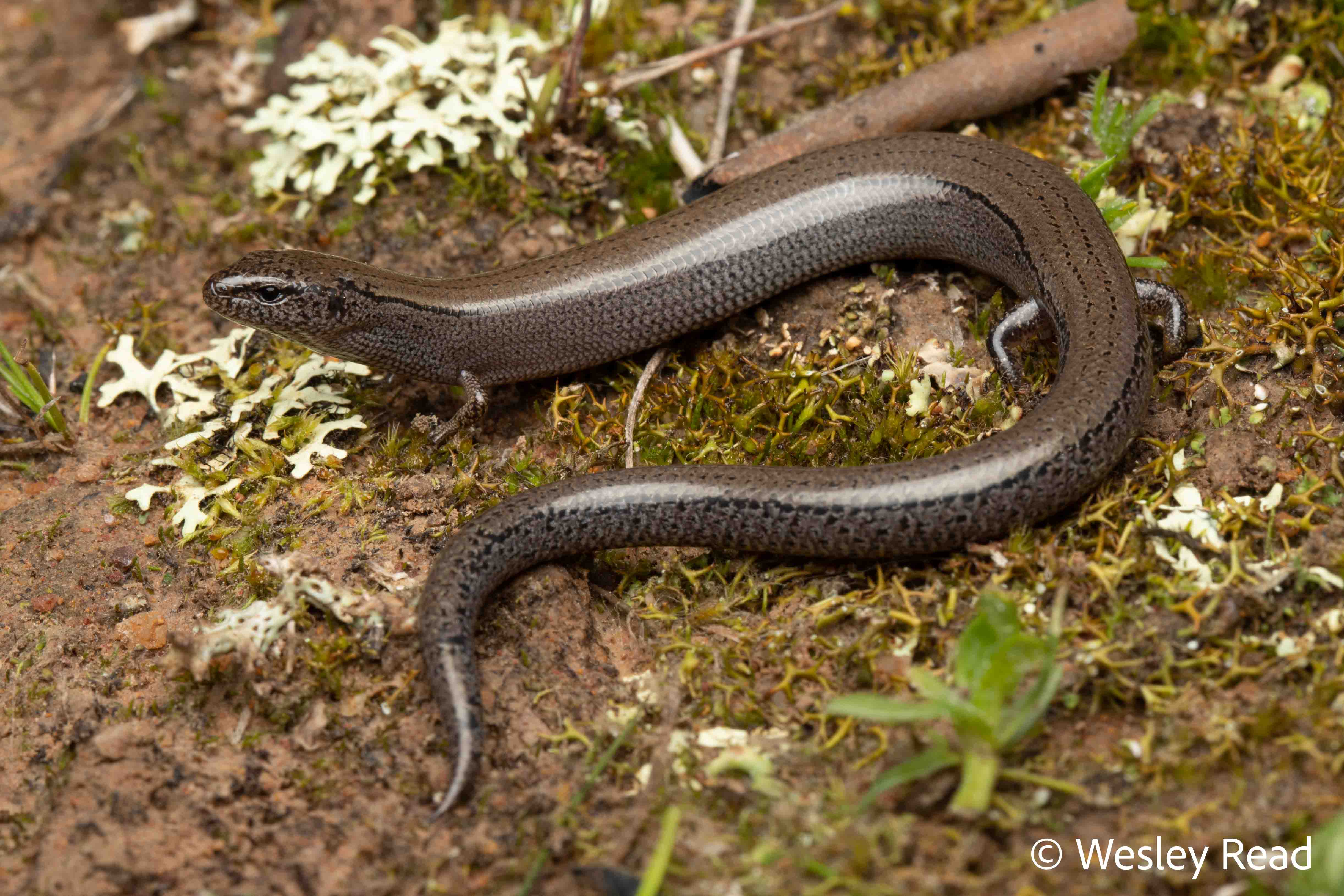 Hemiergis talbingoensis
