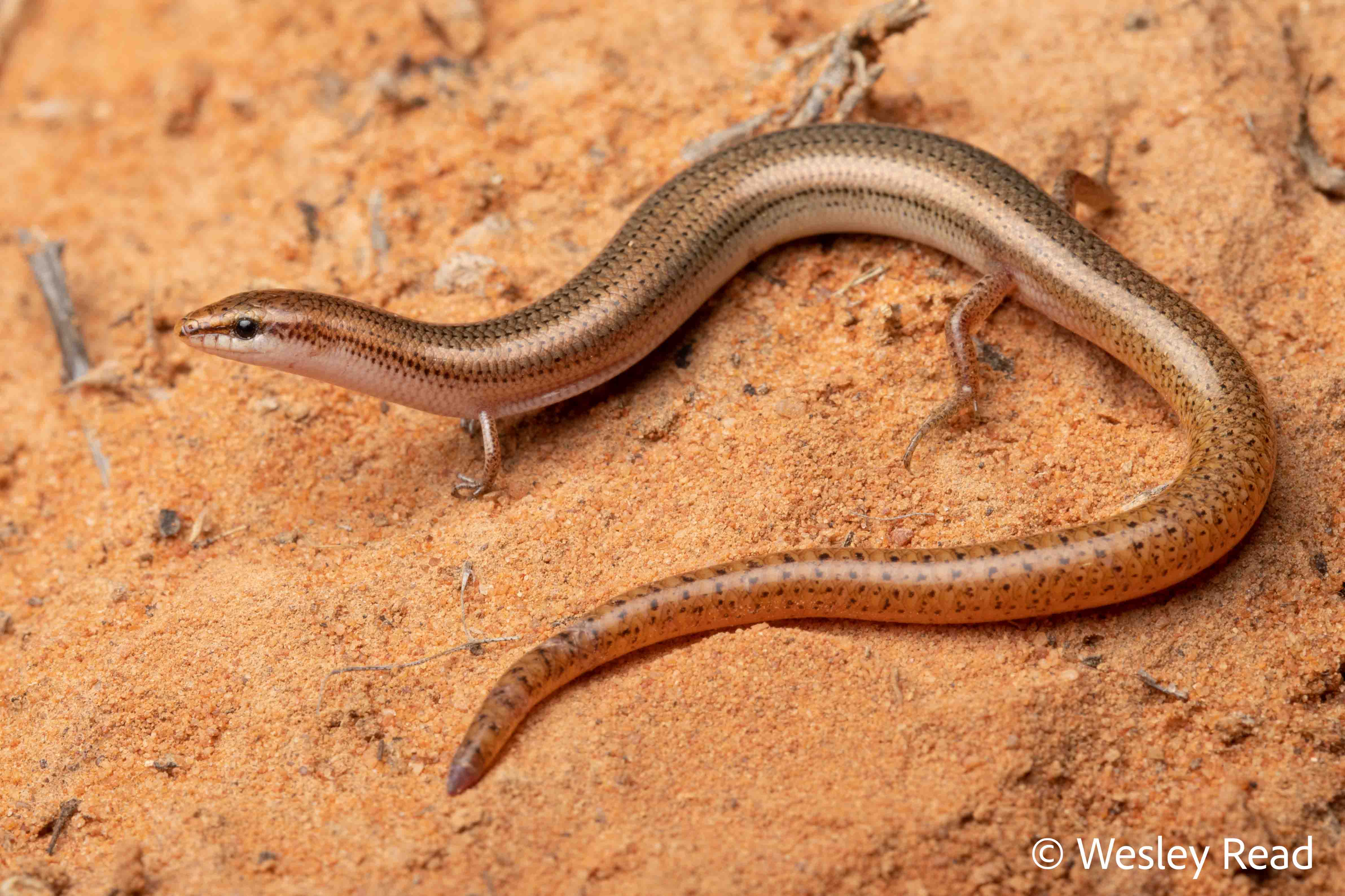 Lerista aericeps