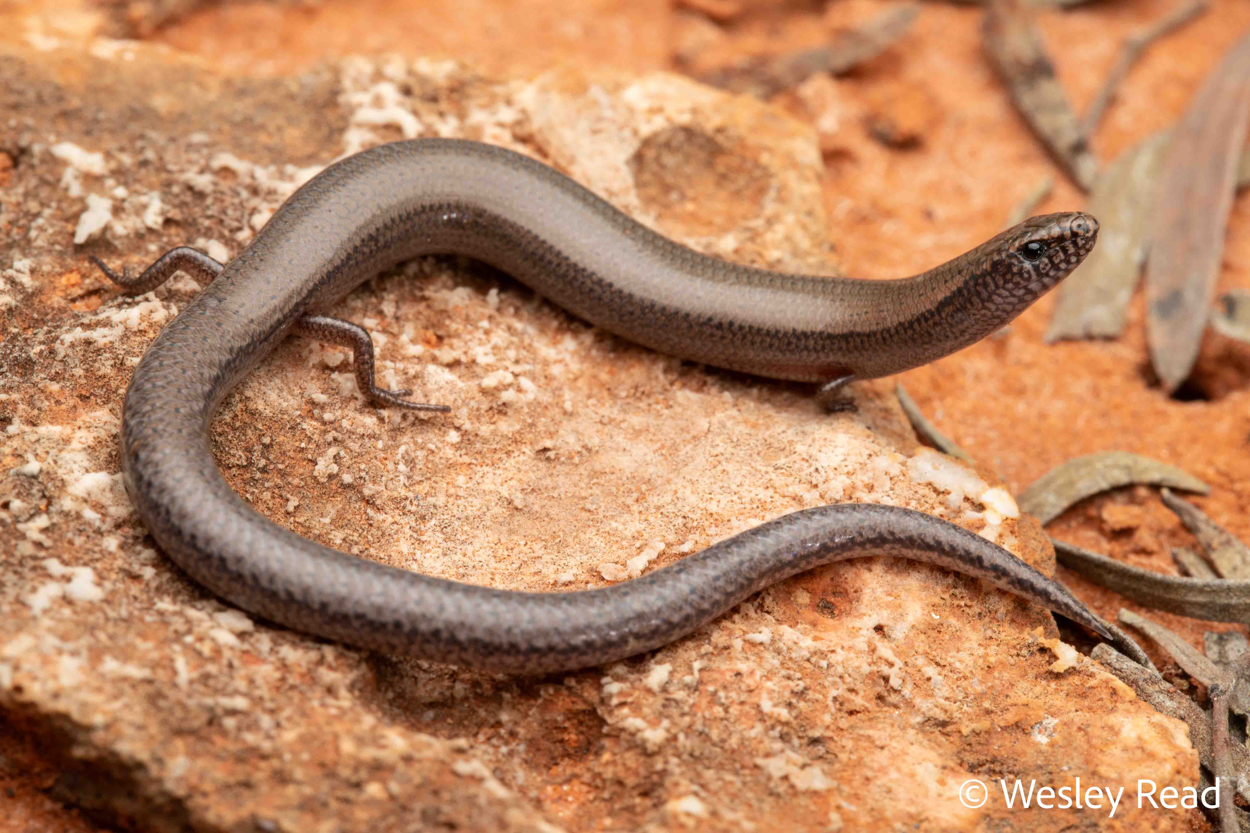 Lerista allochira