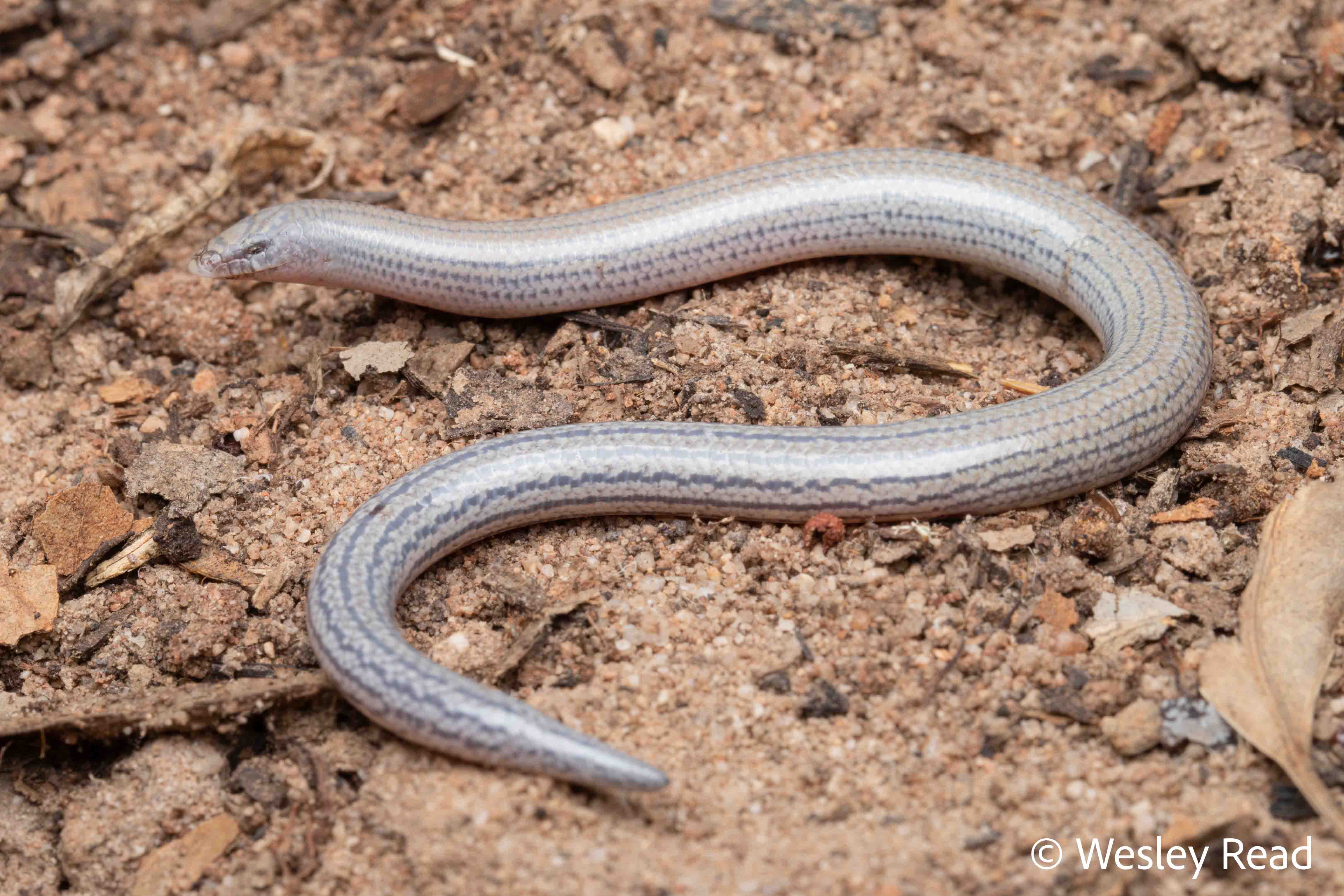 Lerista anyara