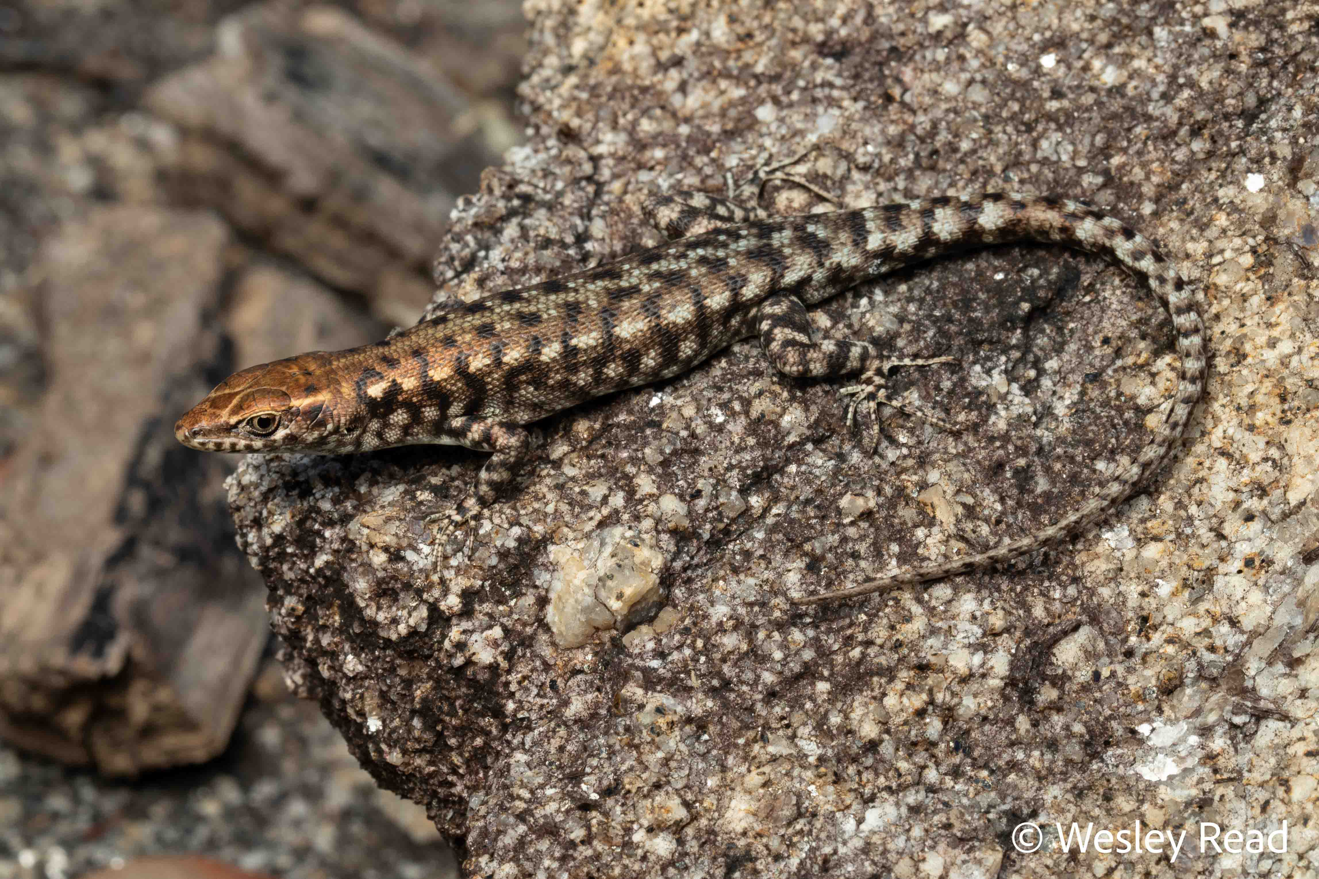 Liburnascincus artemis