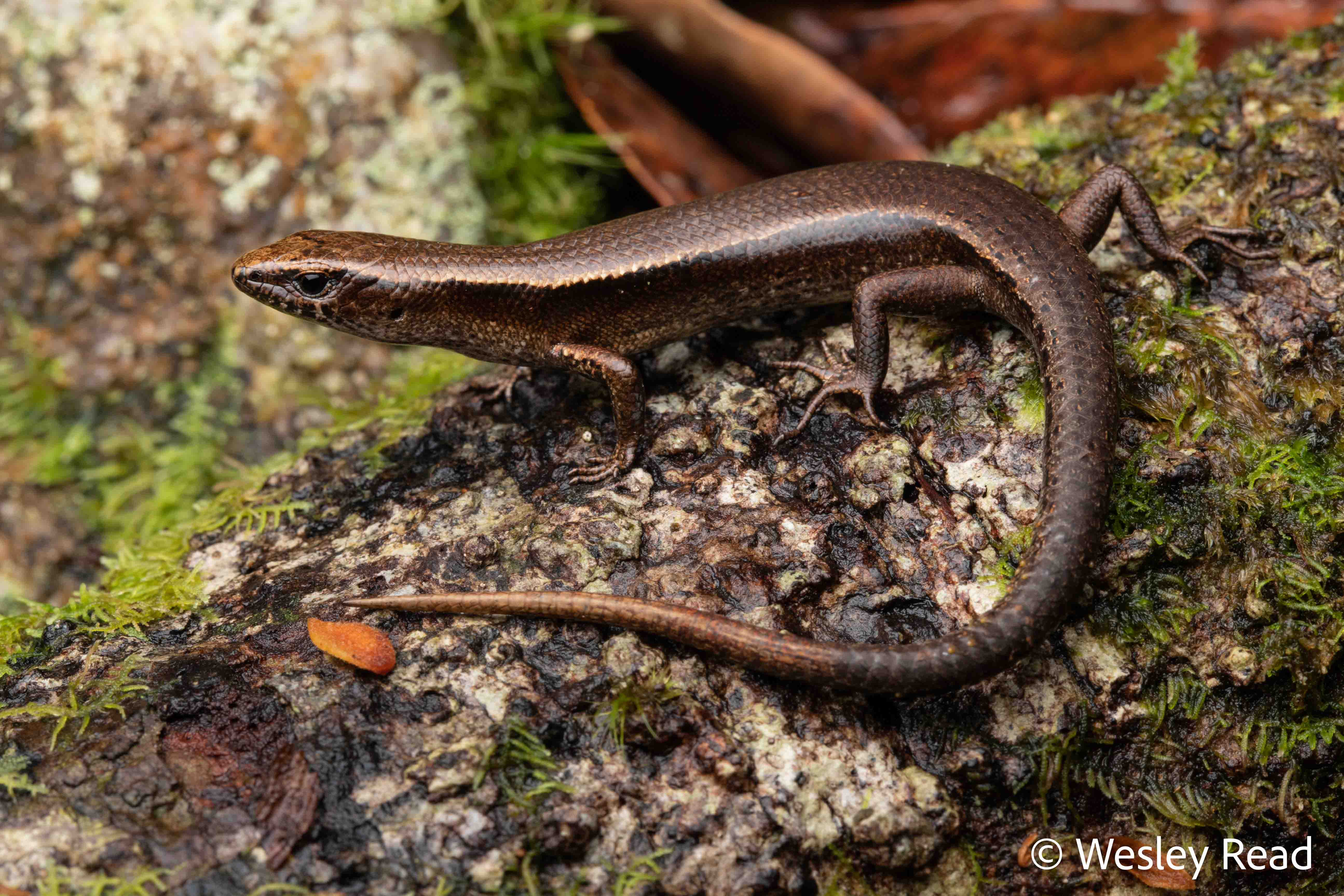 Lampropholis bellendenkerensis