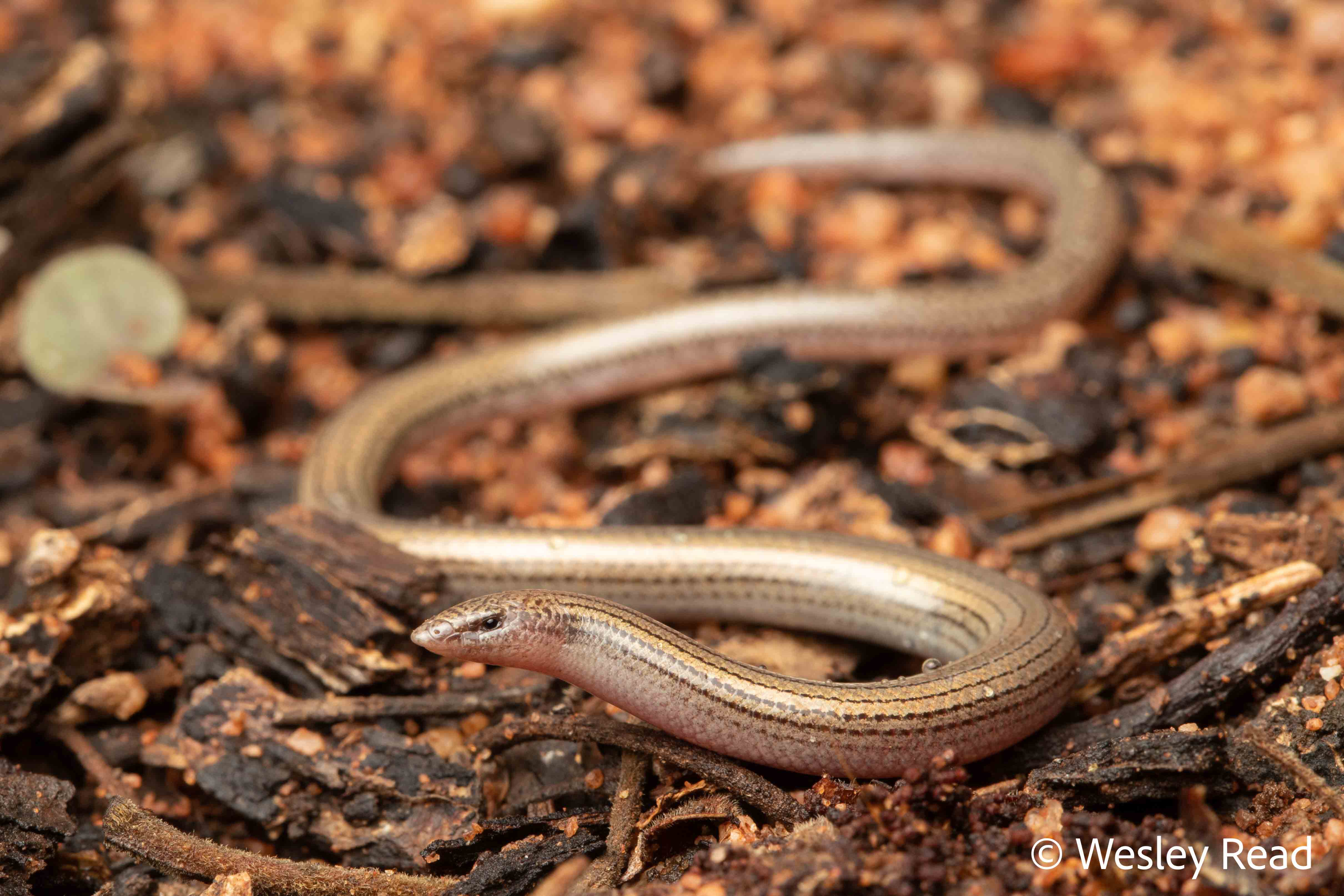 Lerista cinerea