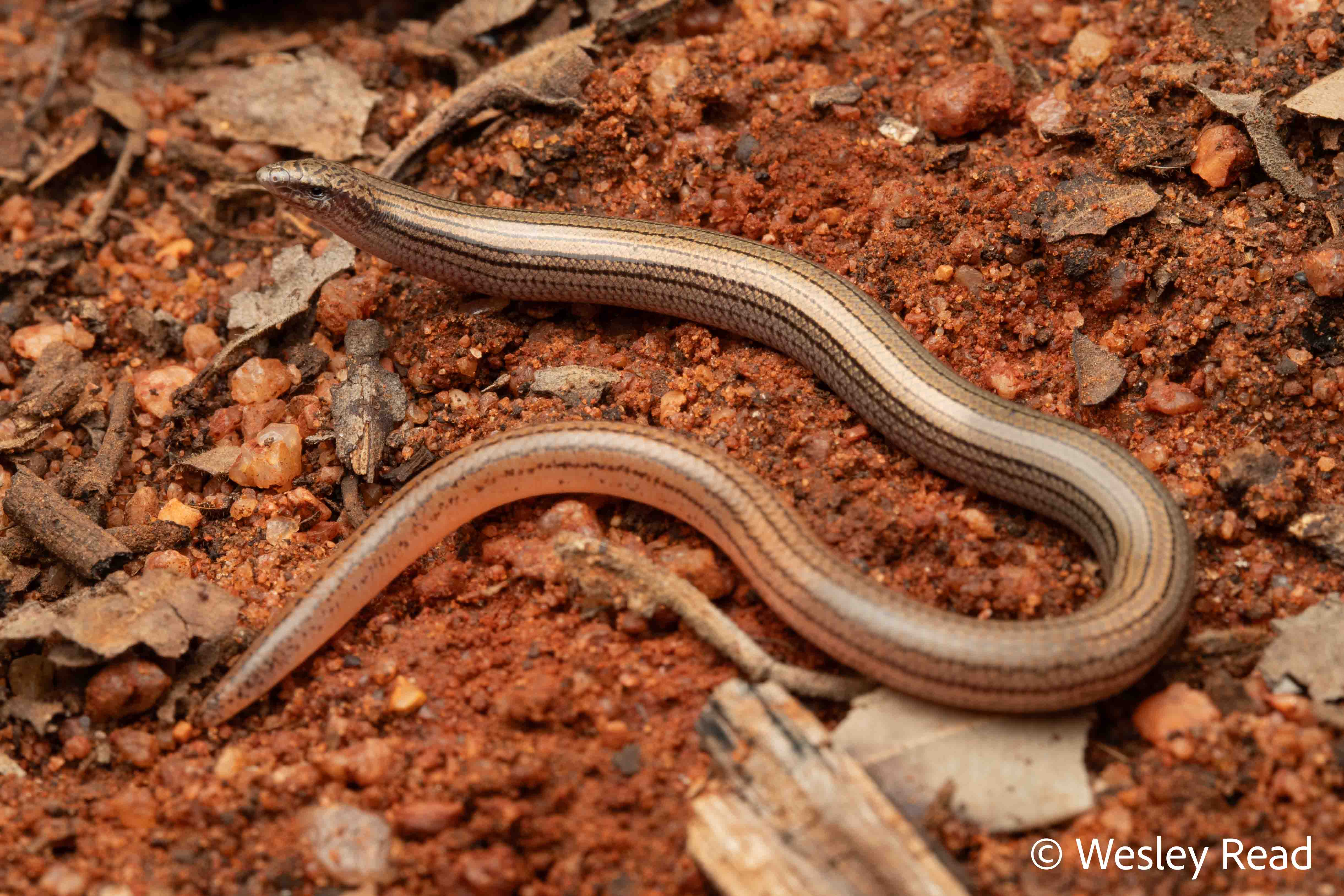 Lerista cinerea