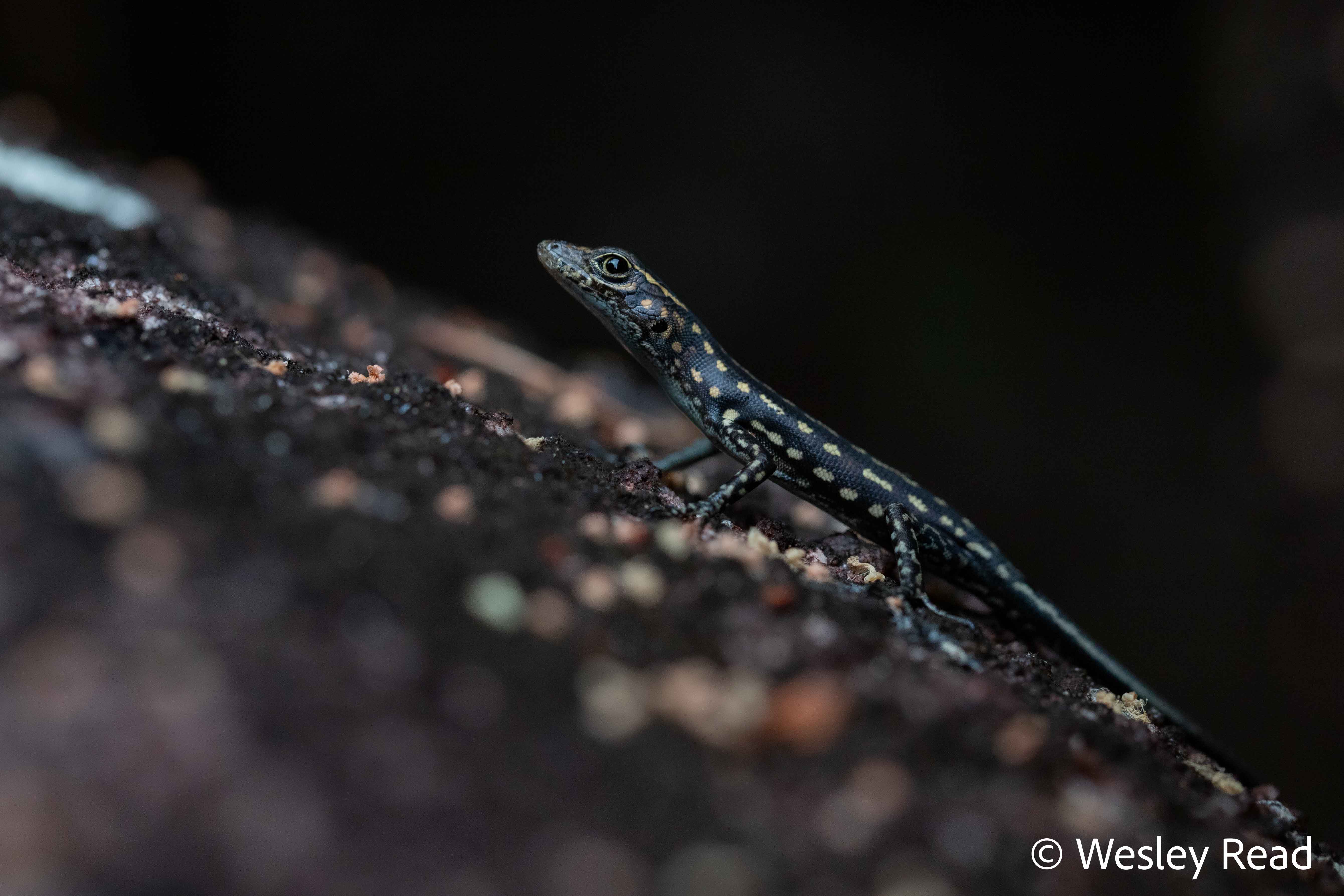Liburnascincus coensis