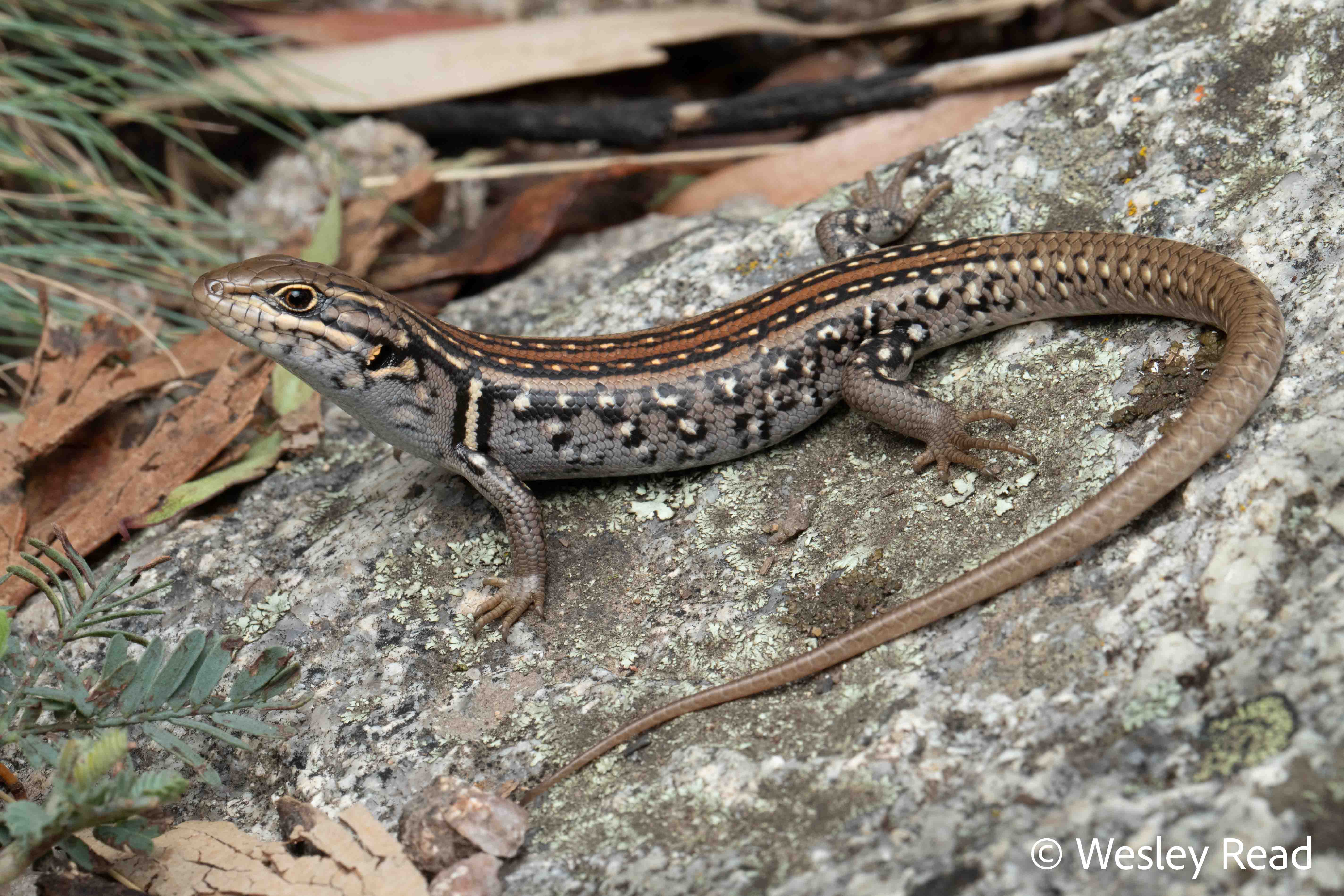 Liopholis compressicauda