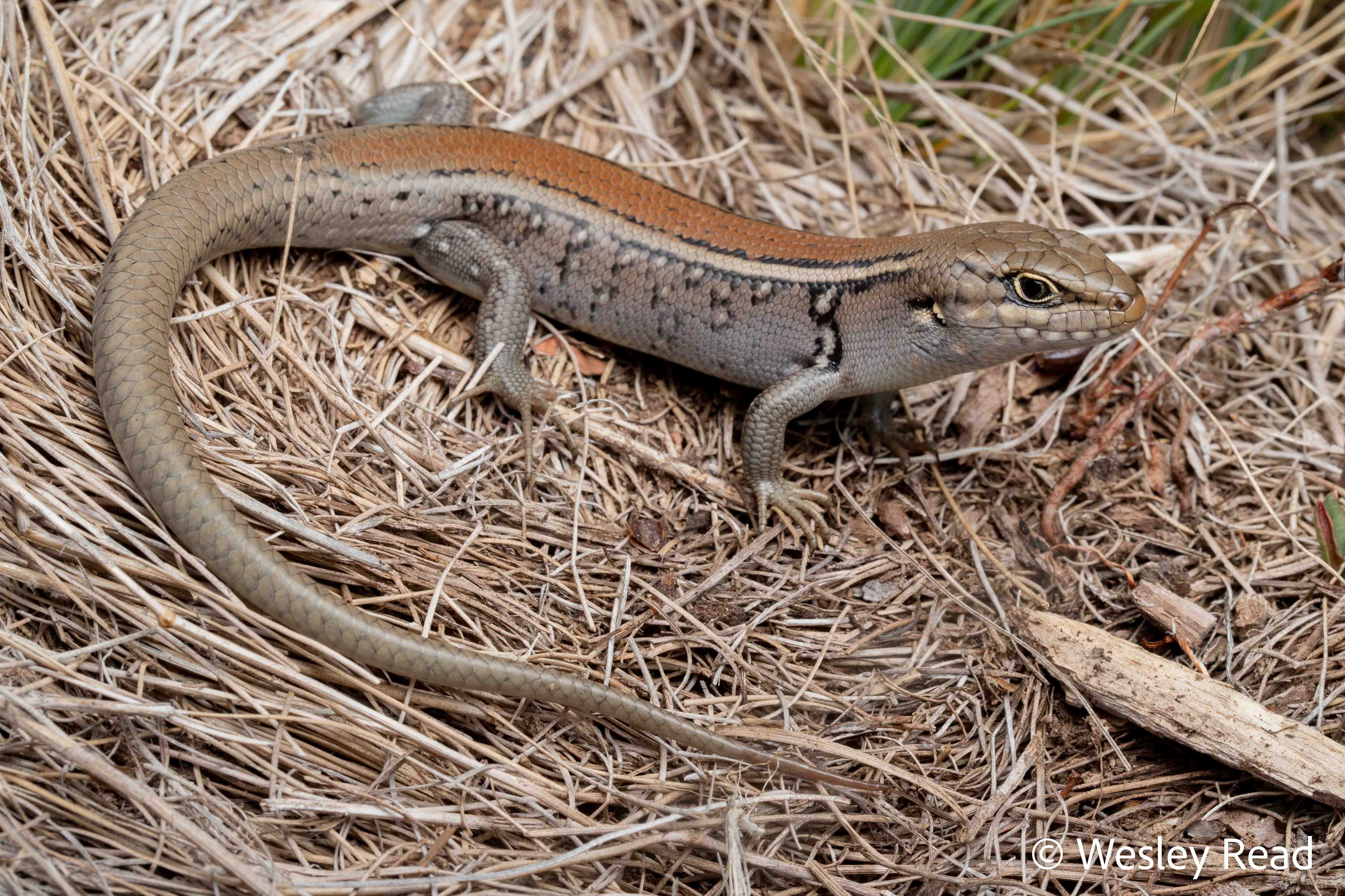 Liopholis compressicauda