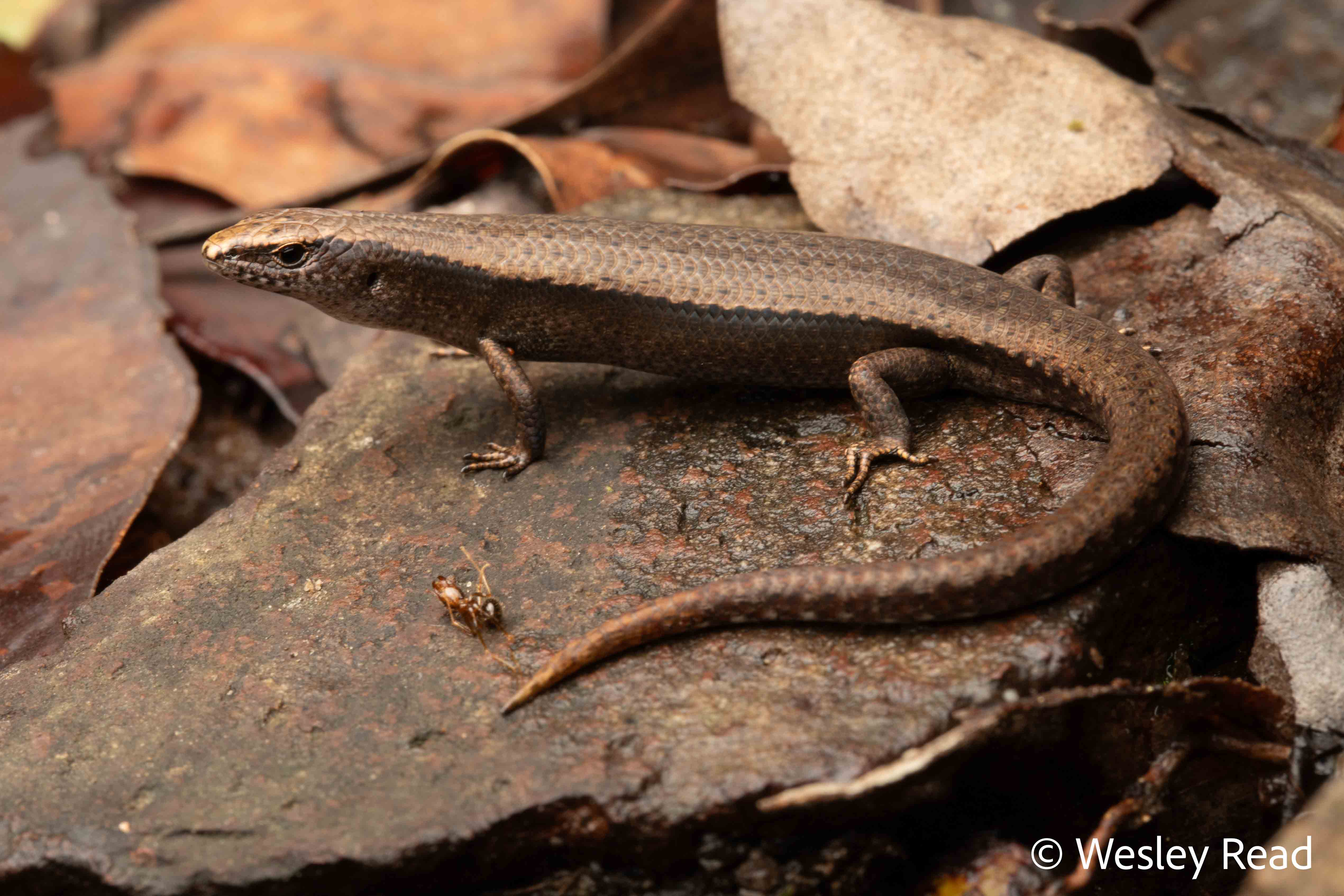 Lampropholis couperi