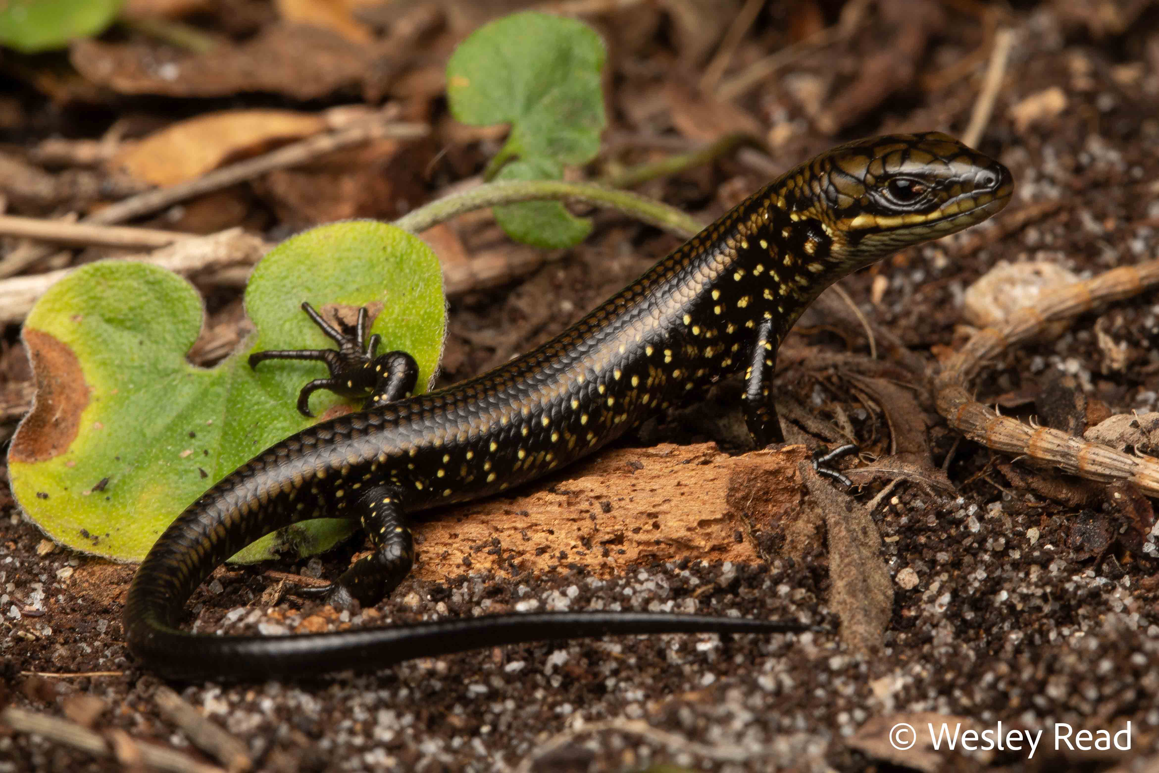 Lissolepis coventryi