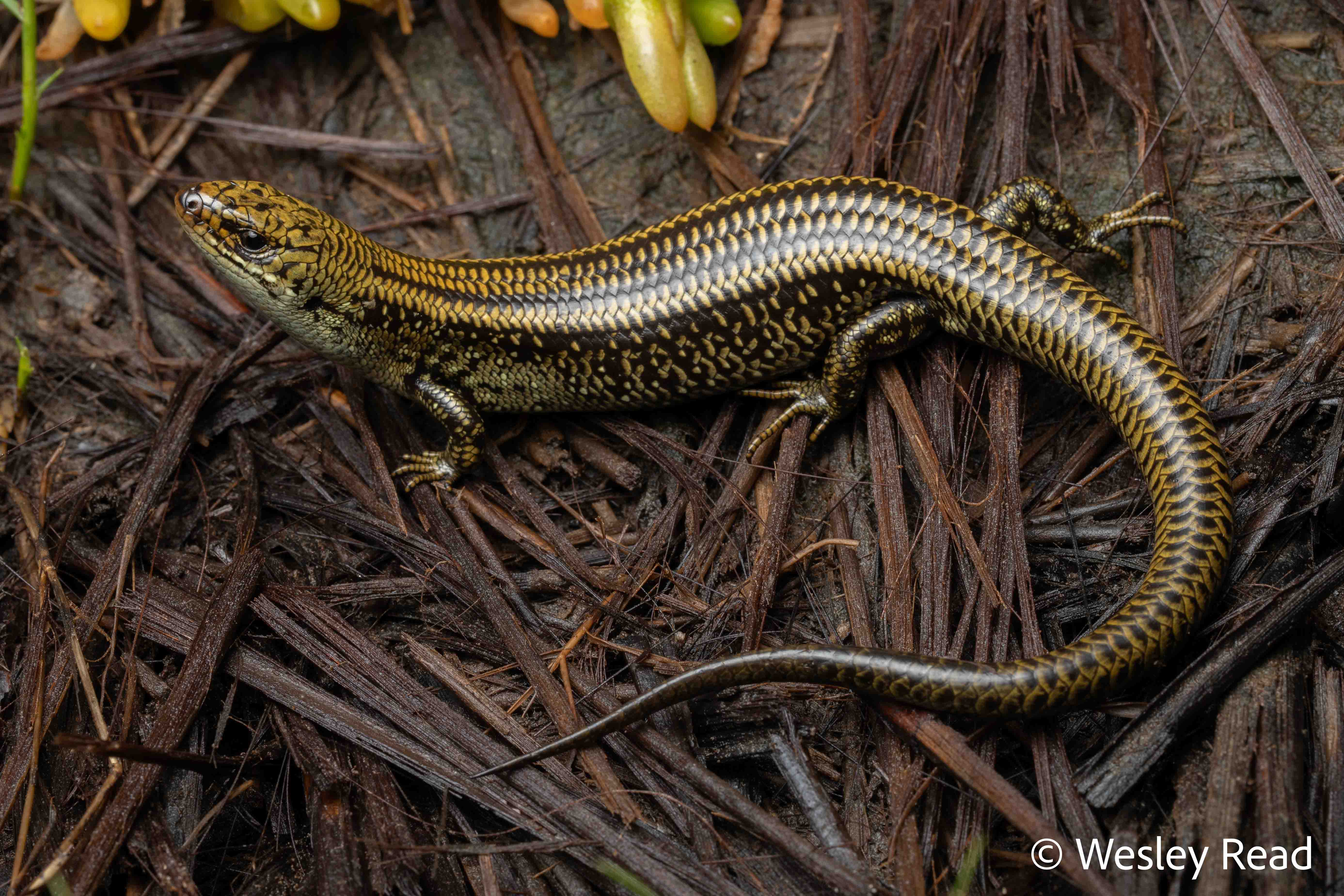 Lissolepis coventryi