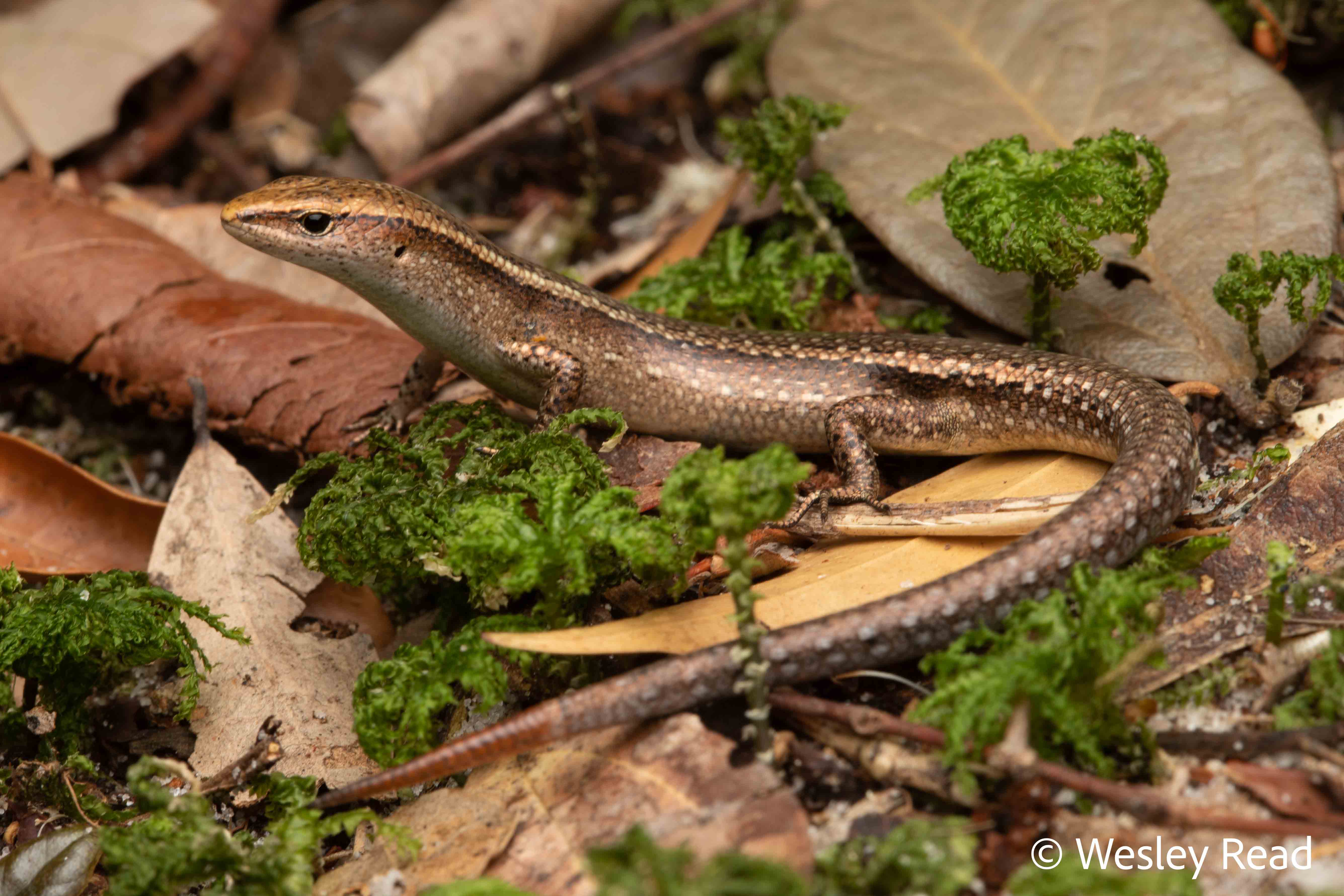 Lampropholis delicata