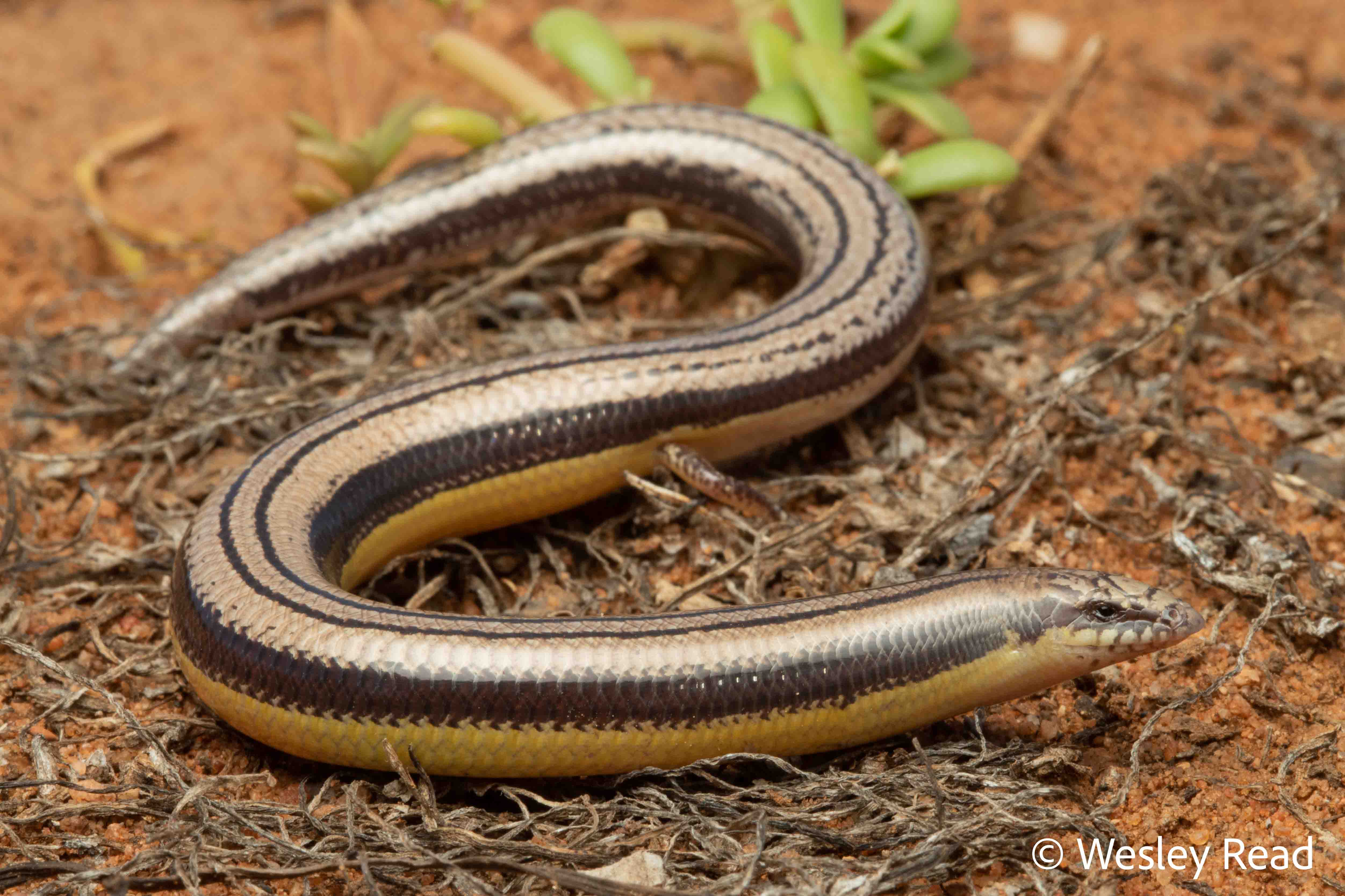Lerista edwardsae