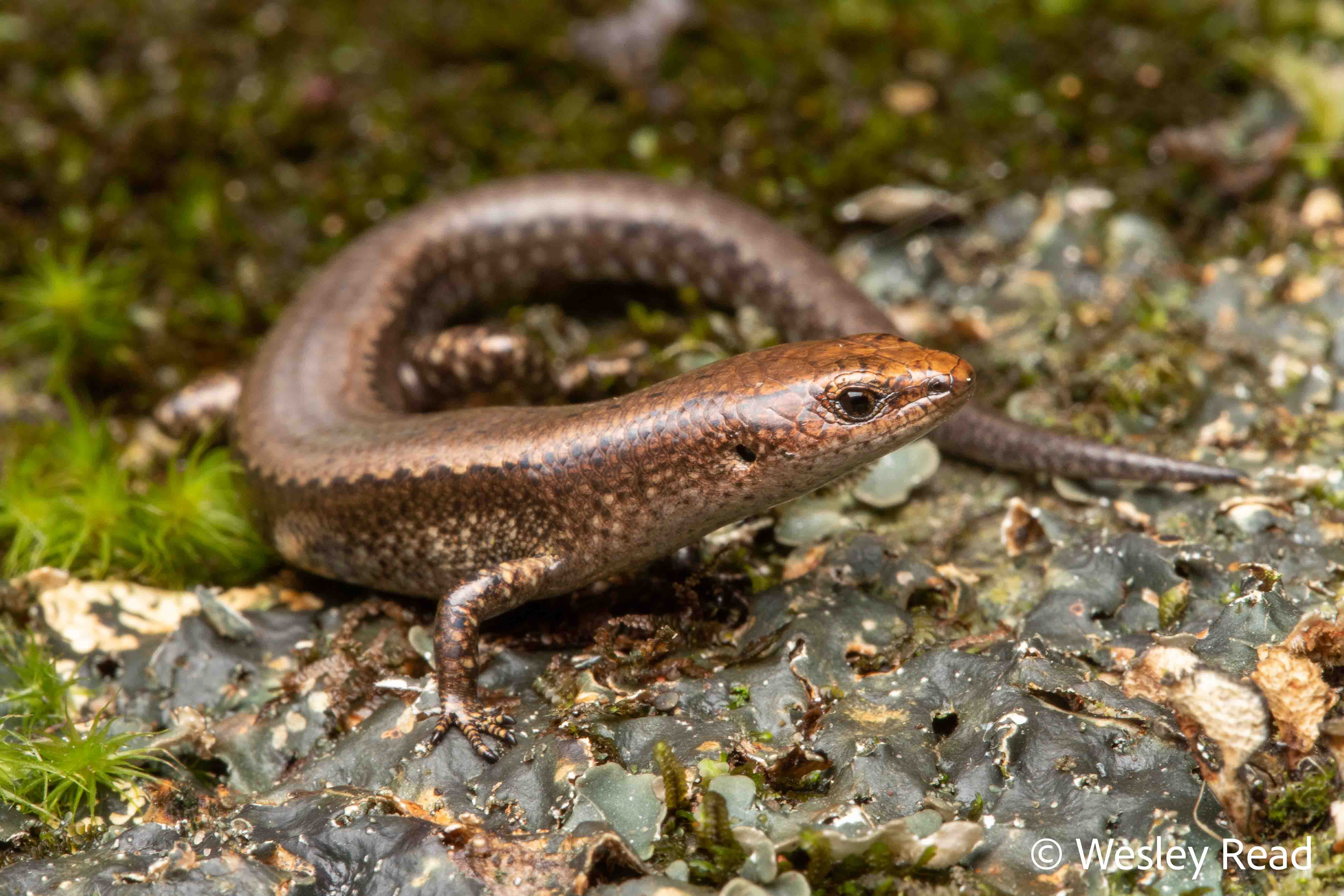 Lampropholis elliotensis