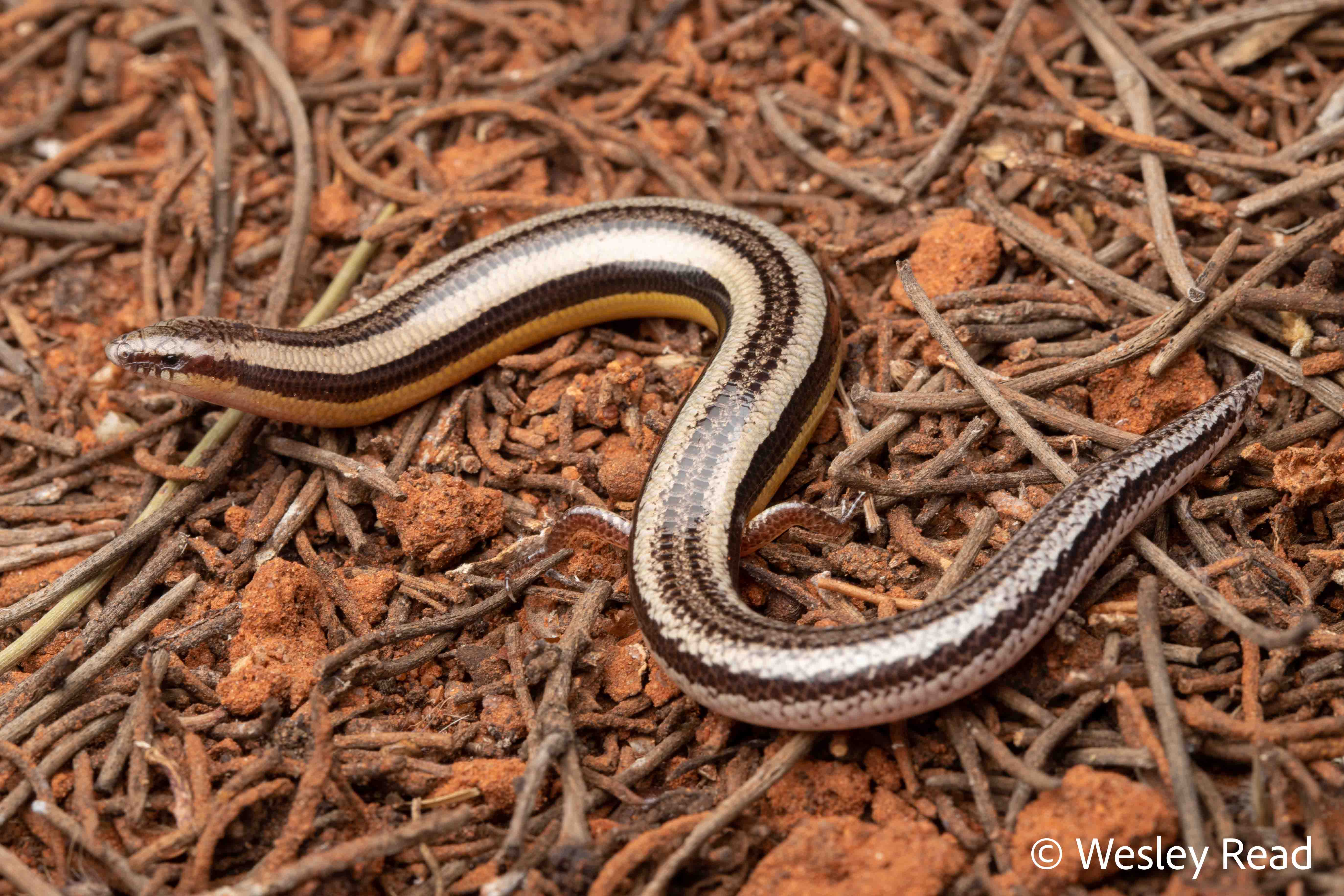 Lerista gascoynensis