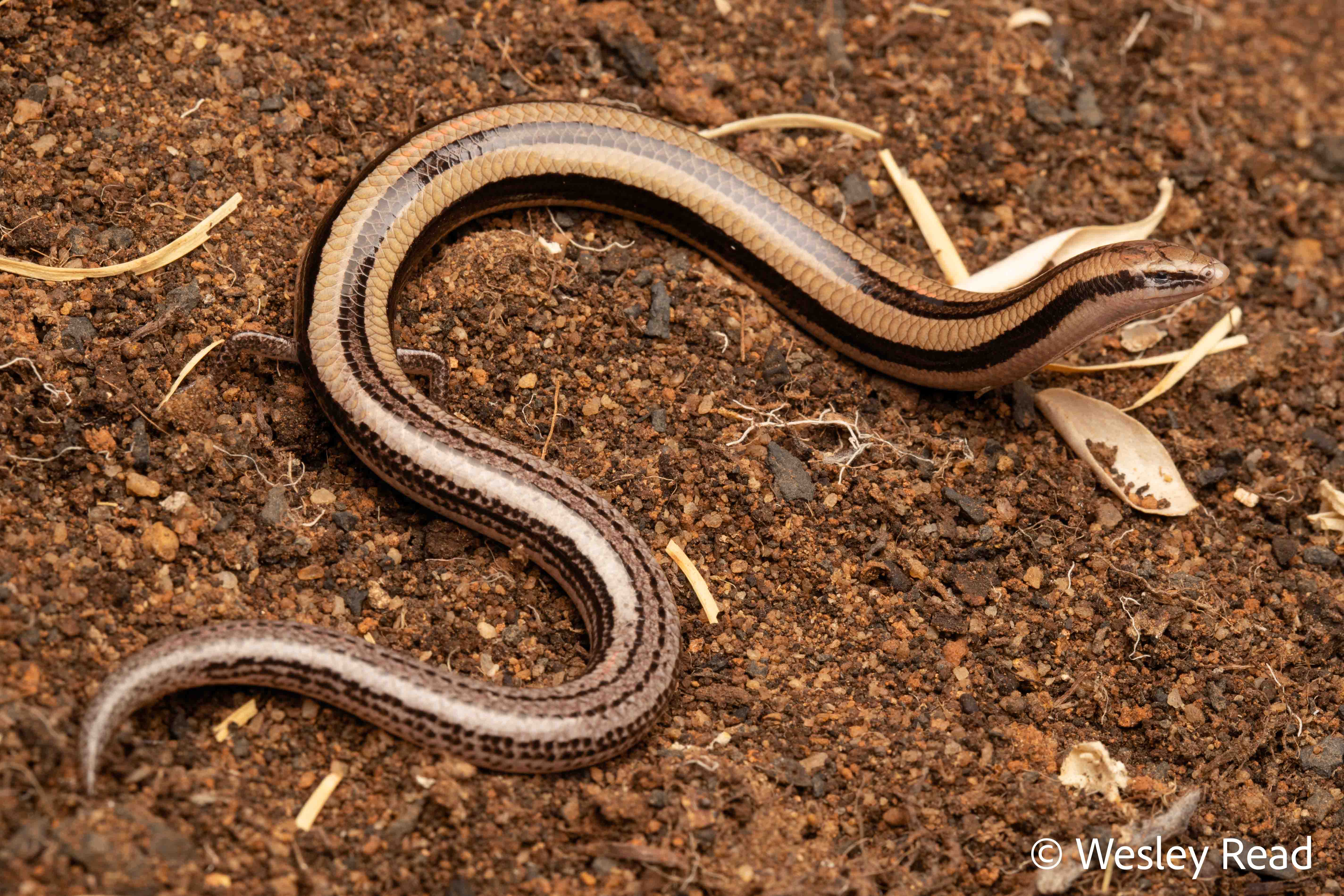 Lerista gerrardii