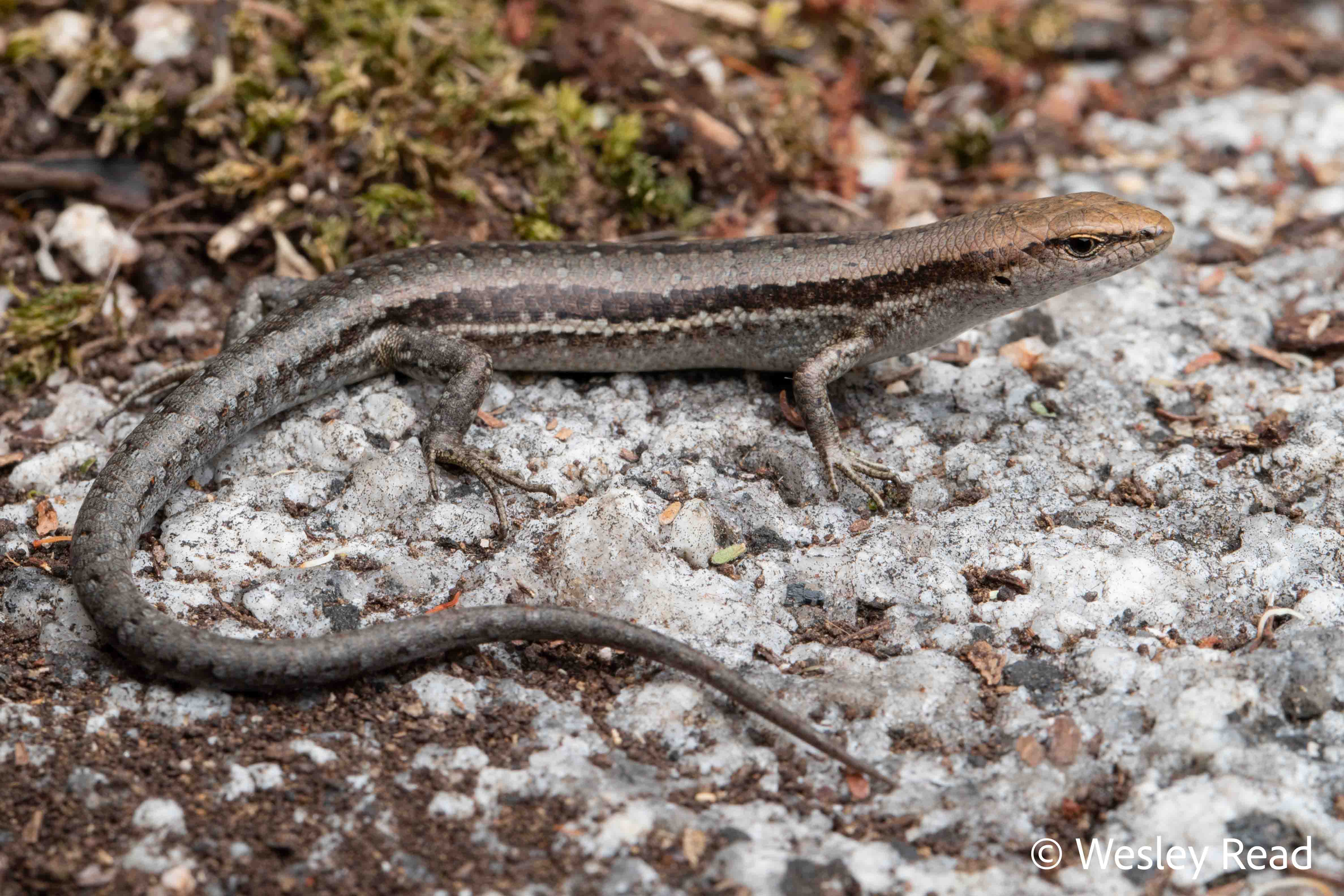 Lampropholis guichenoti