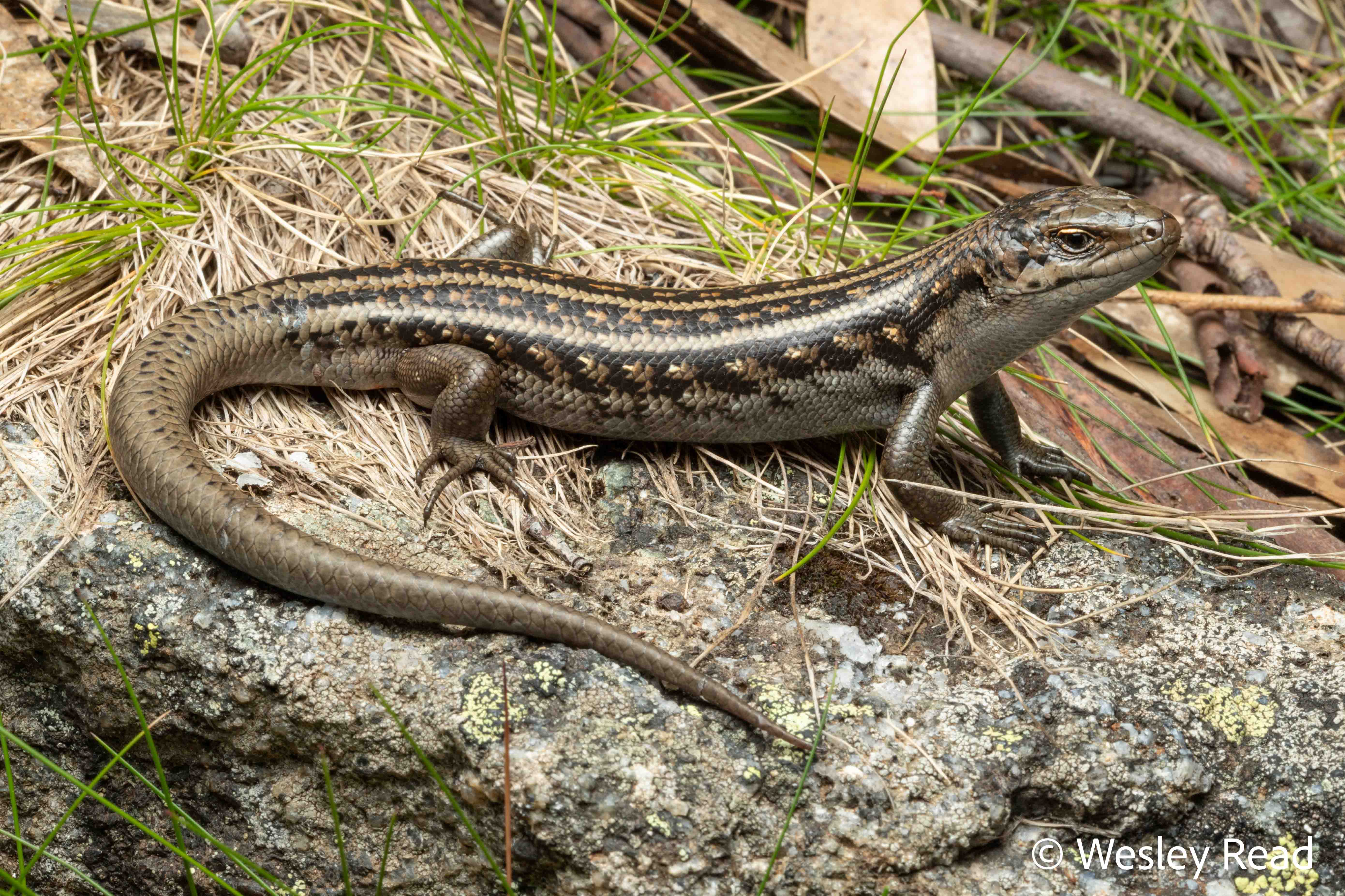 Liopholis guthega