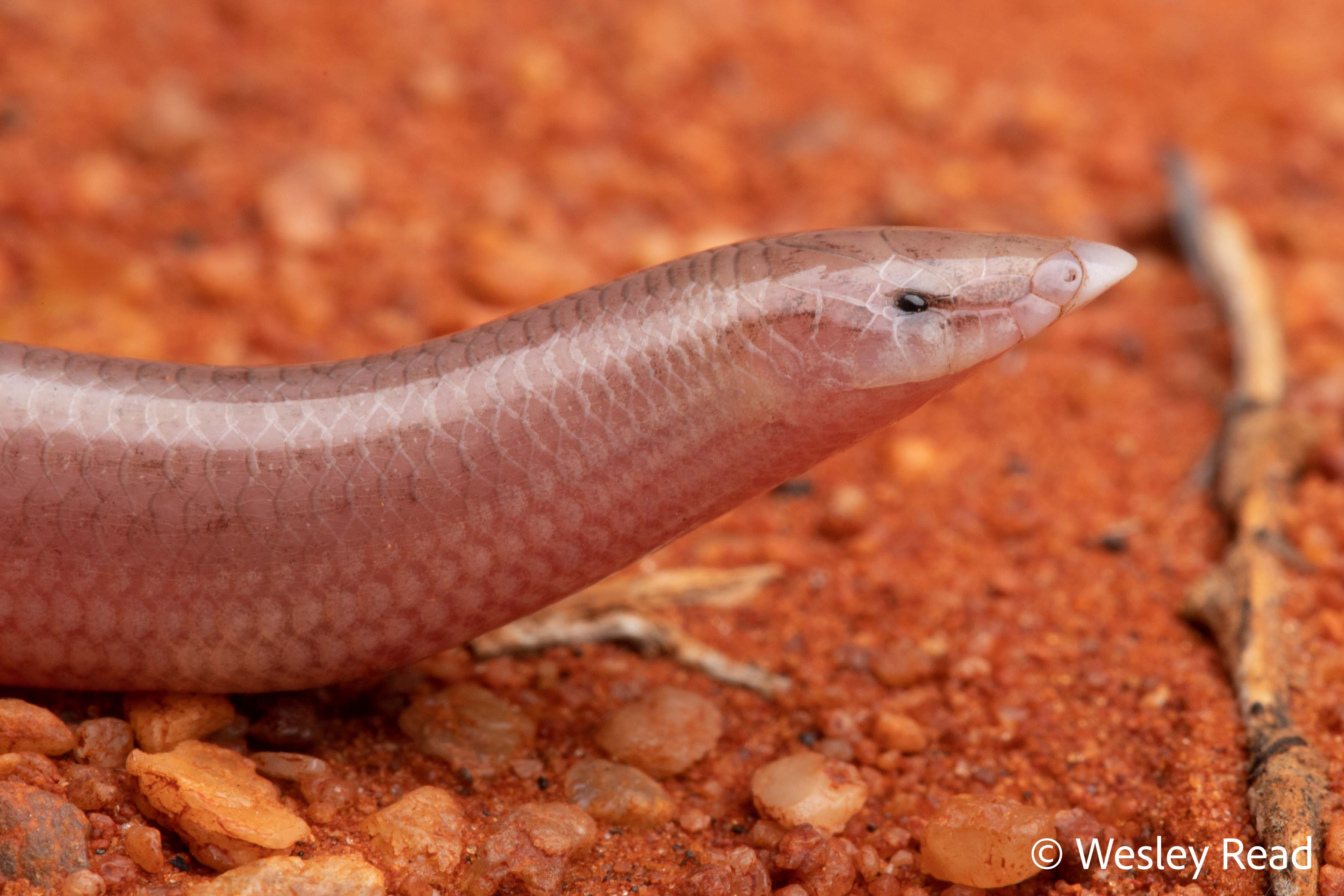 Lerista ips
