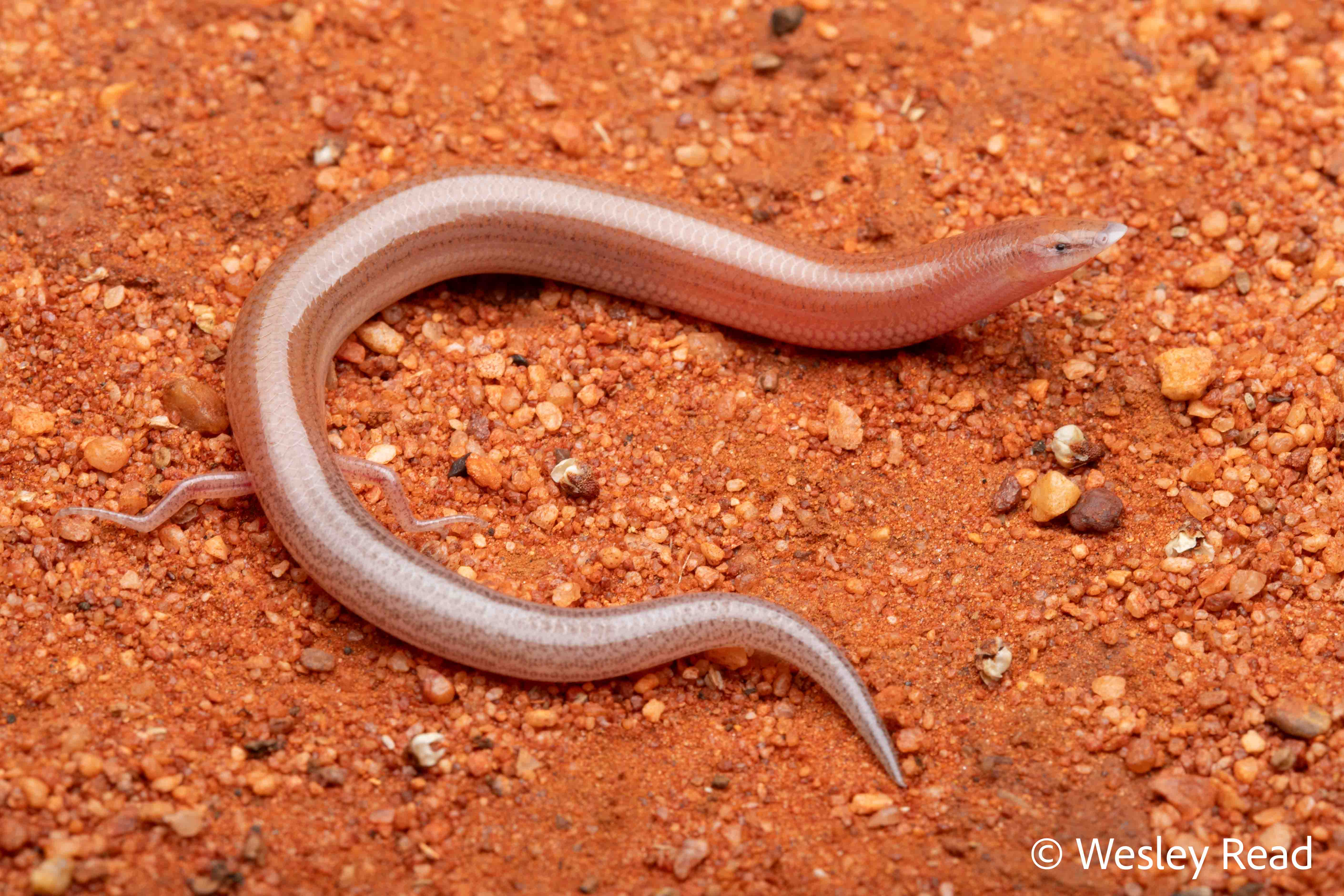 Lerista ips
